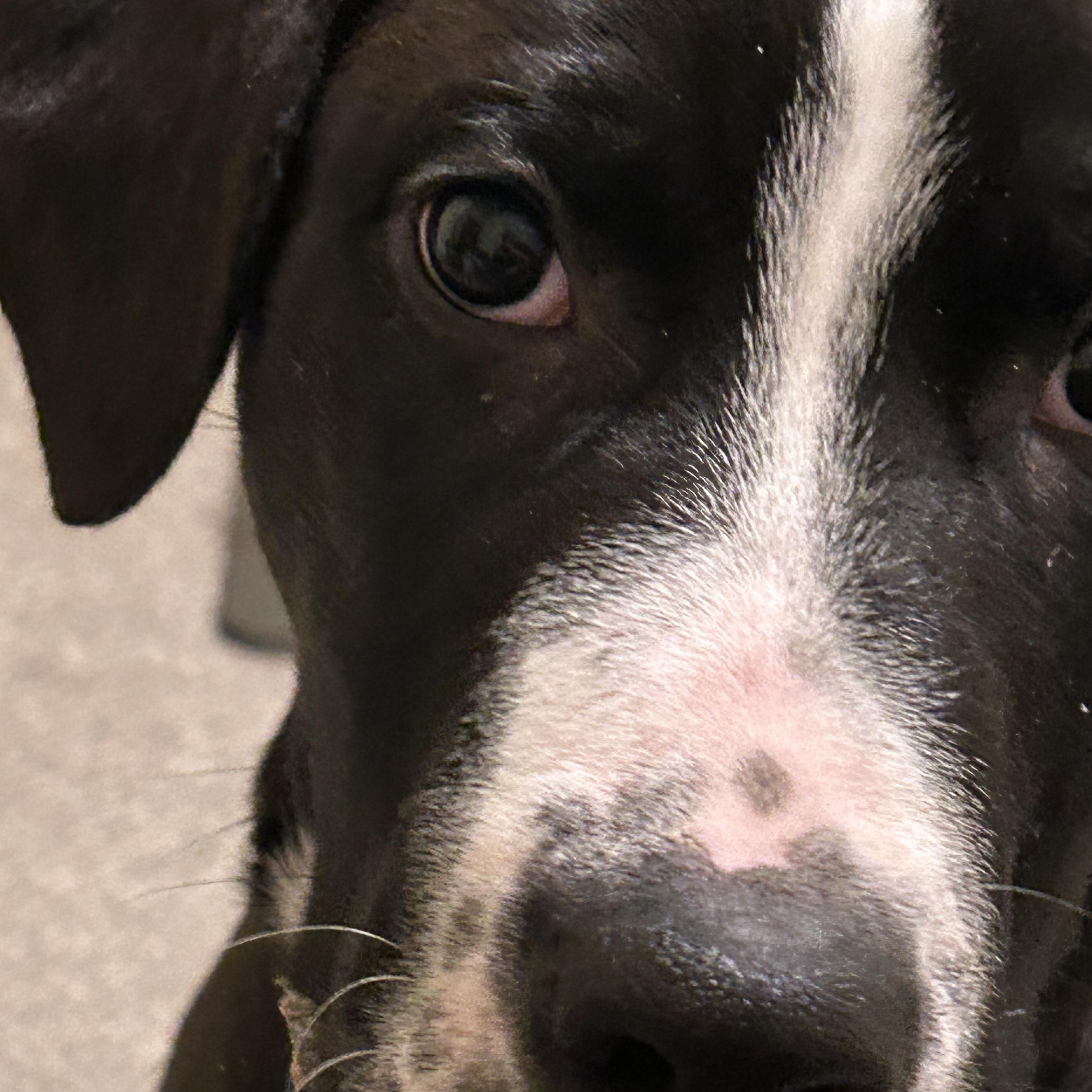 Enlarge Calvin (Cal for short), an adoptable mixed breed in Midland, MI image 5/6