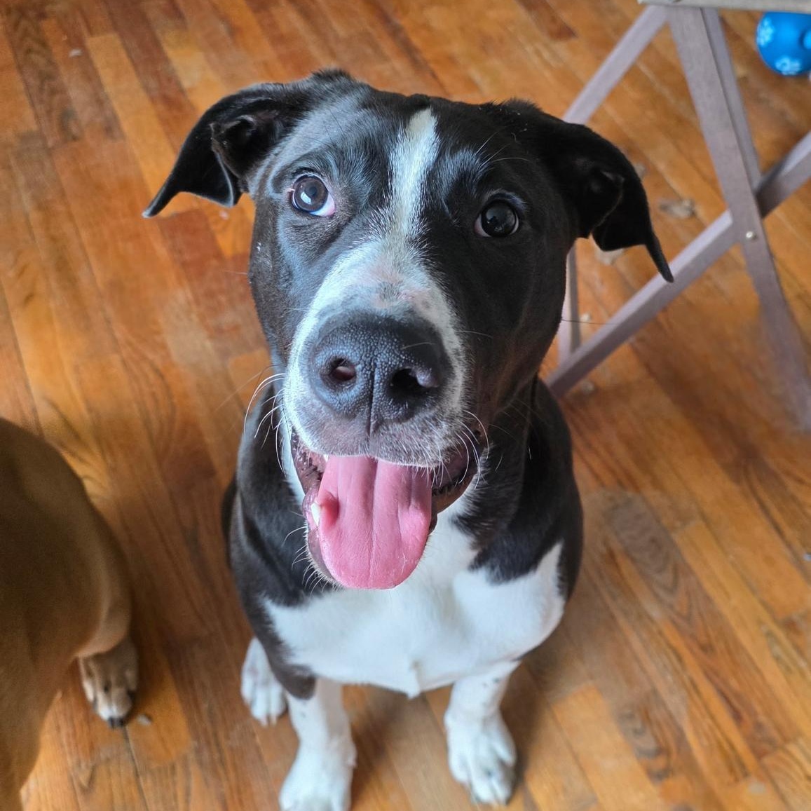 Domino, adoptable, Puppy Male American Staffordshire Terrier & Labrador Retriever.