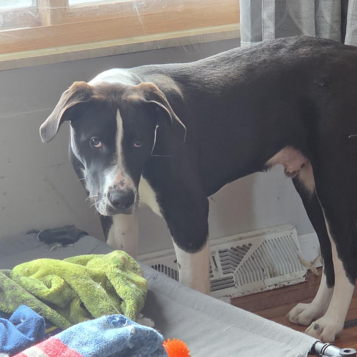 Enlarge Domino, an adoptable mixed breed in Midland, MI image 3/6