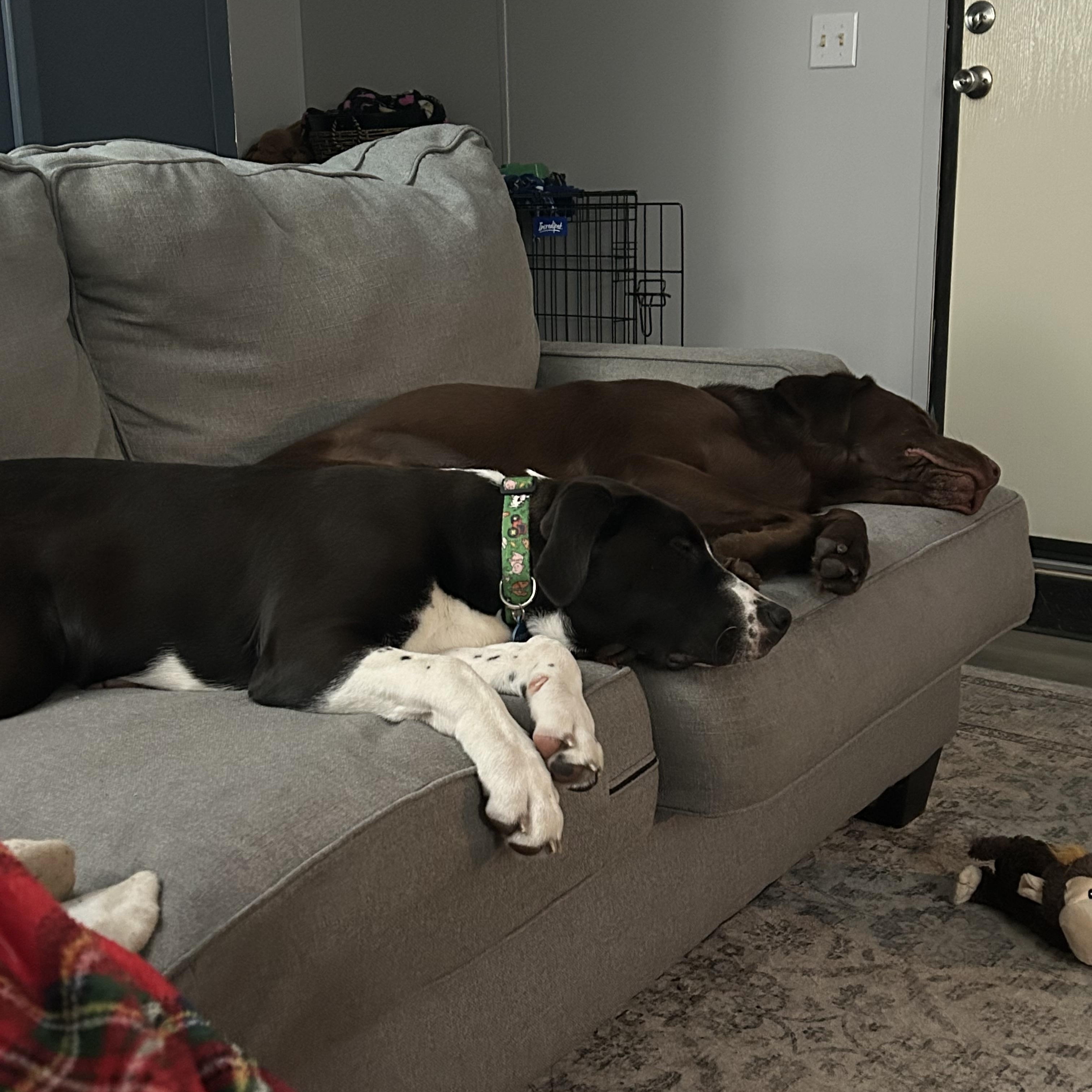 Enlarge Calvin (Cal for short), an adoptable mixed breed in Midland, MI image 6/6