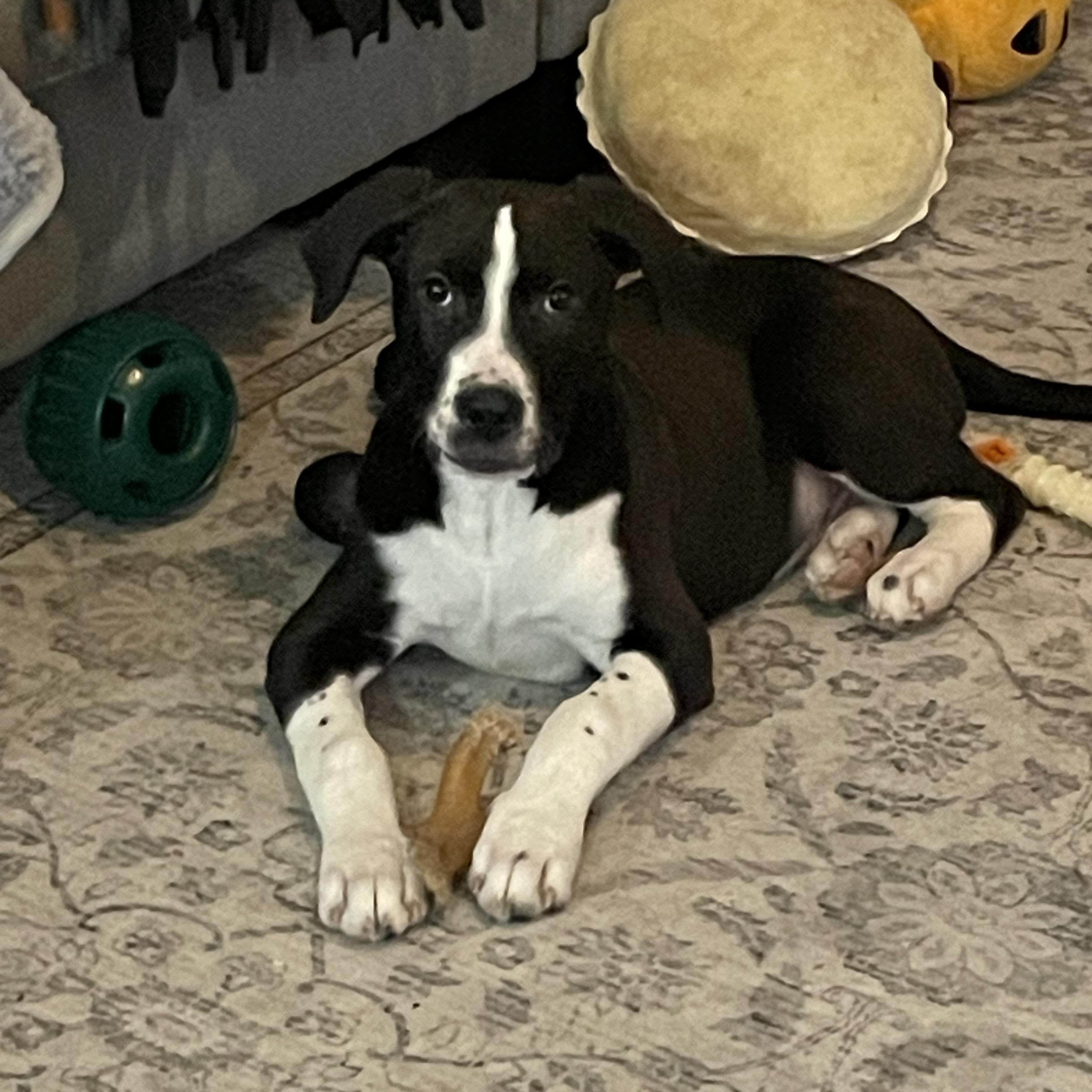 Enlarge Calvin (Cal for short), an adoptable mixed breed in Midland, MI image 3/6