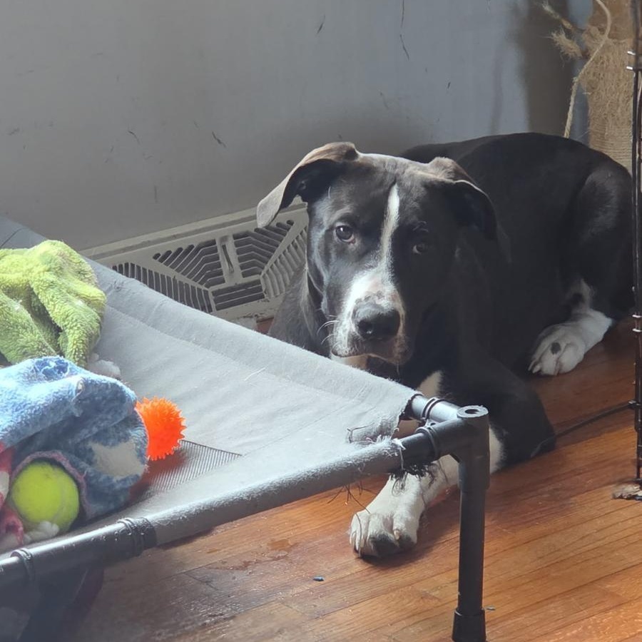 Enlarge Domino, an adoptable mixed breed in Midland, MI image 2/6