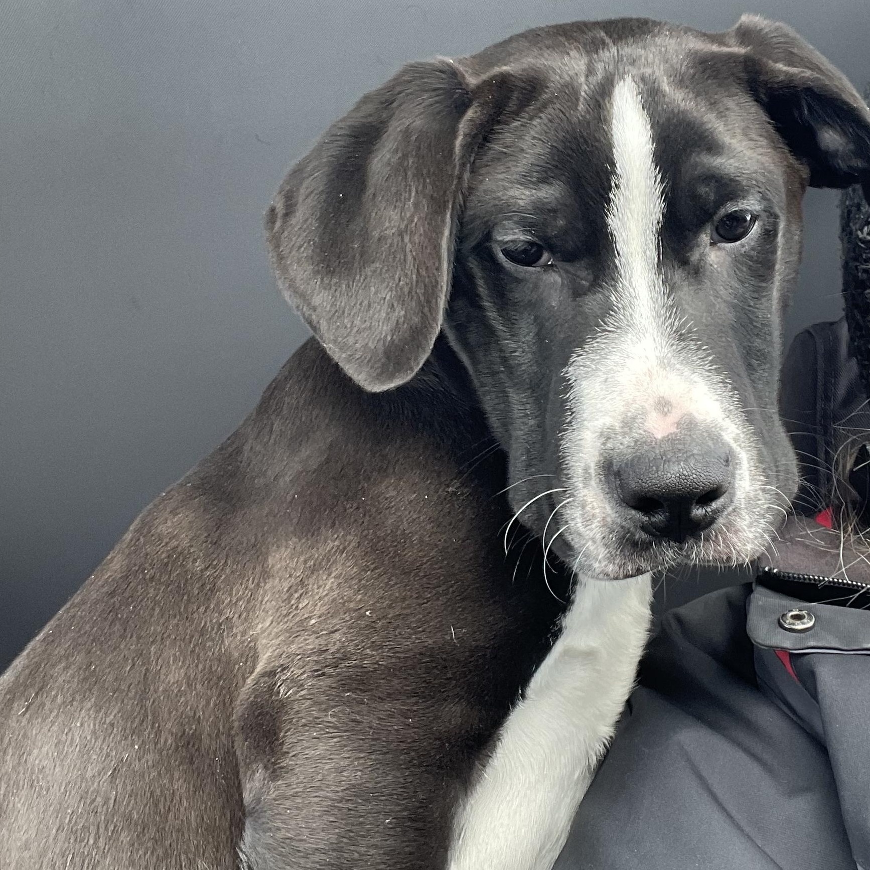 Enlarge Calvin (Cal for short), an adoptable mixed breed in Midland, MI image 4/6