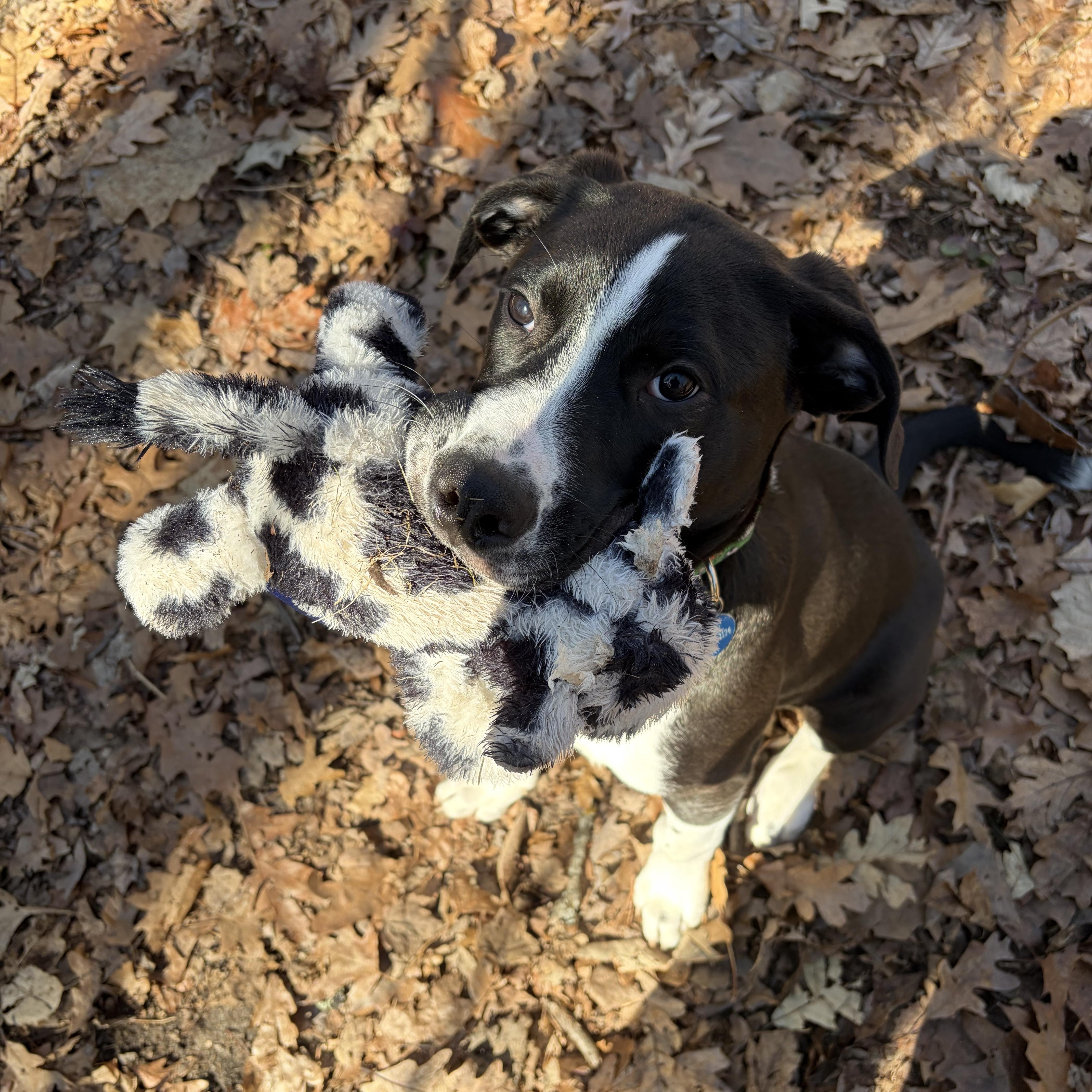 Enlarge Calvin (Cal for short), an adoptable mixed breed in Midland, MI image 1/6