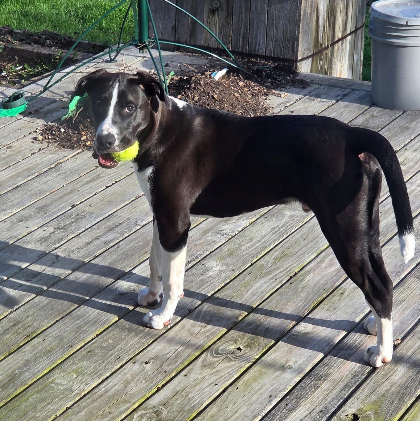 Enlarge Domino, an adoptable mixed breed in Midland, MI image 6/6