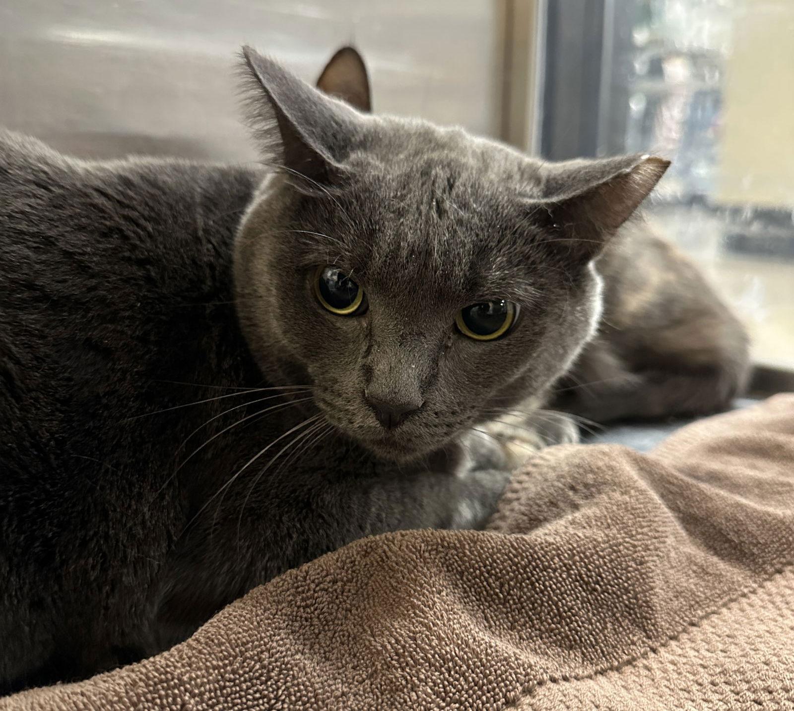 Russell, Adoptable, Adult Male Domestic Short Hair & Russian Blue.