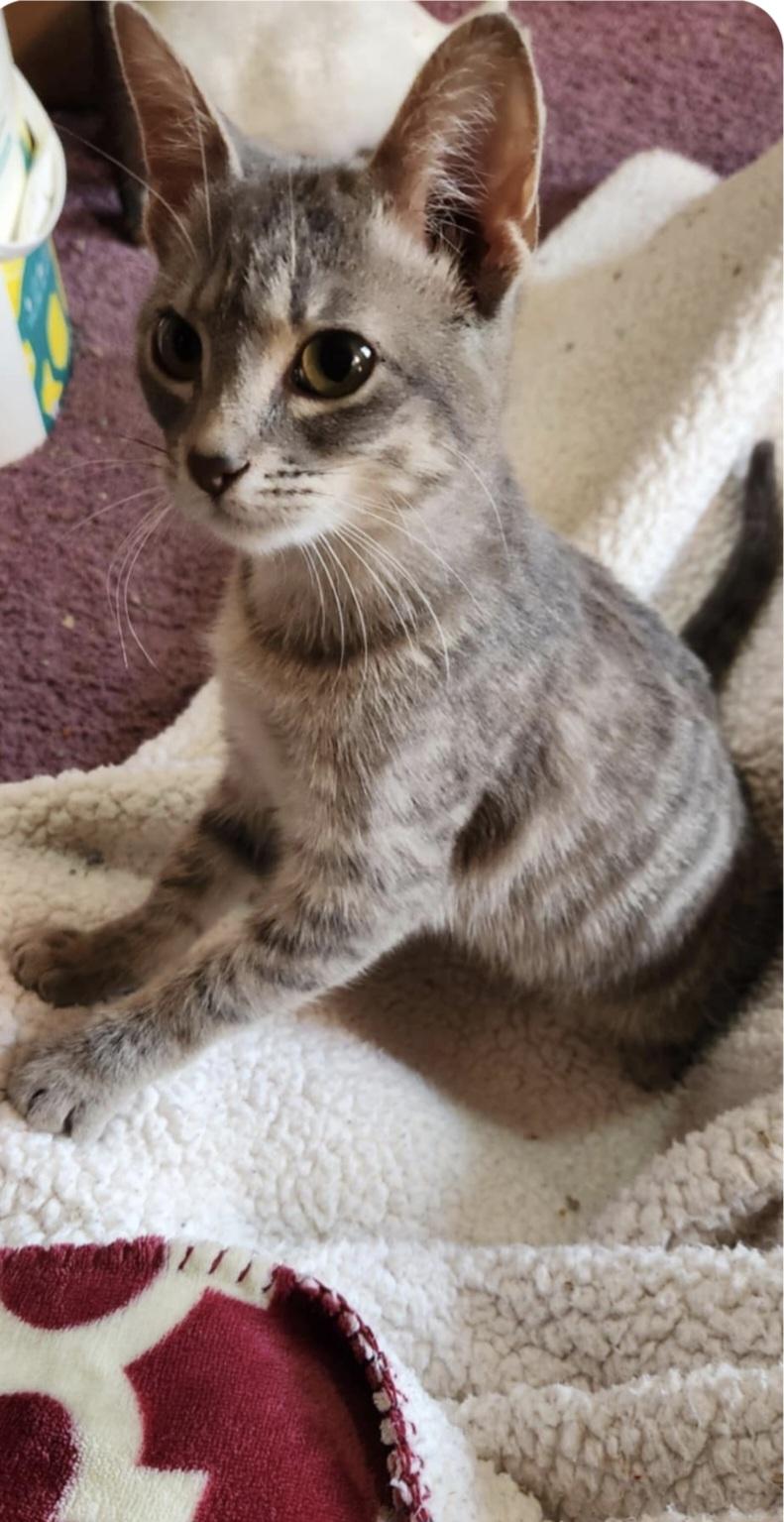 Enlarge Falcon, an adopted Domestic Short Hair in Blue Springs, MO image 2/5