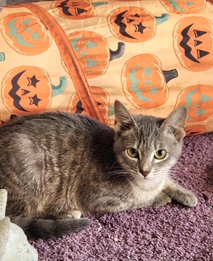 Enlarge Falcon, an adopted Domestic Short Hair in Blue Springs, MO image 4/5