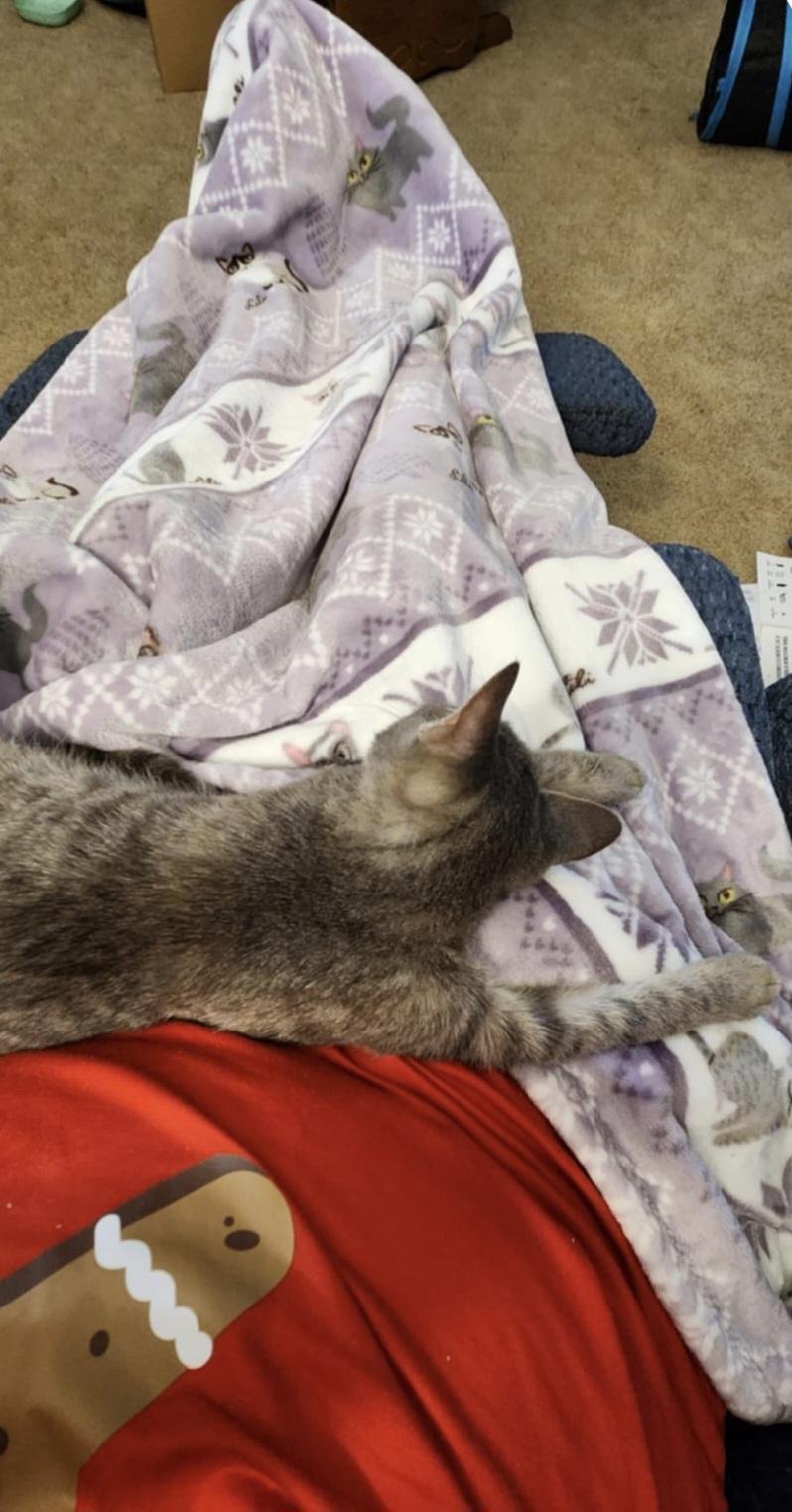 Enlarge Falcon, an adopted Domestic Short Hair in Blue Springs, MO image 5/5