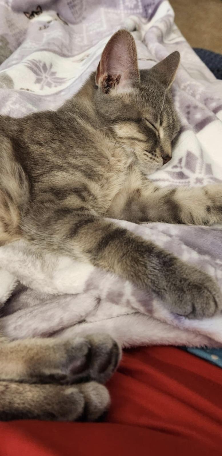 Enlarge Falcon, an adopted Domestic Short Hair in Blue Springs, MO image 3/5