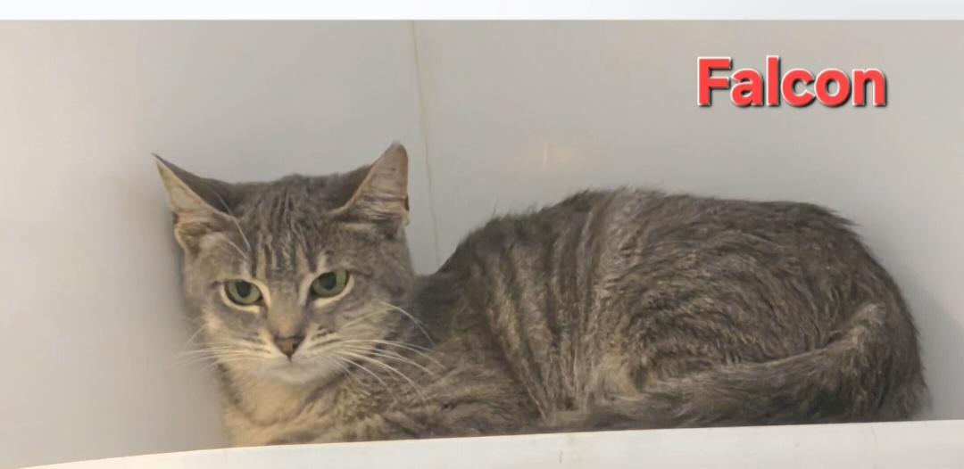 Enlarge Falcon, an adopted Domestic Short Hair in Blue Springs, MO image 1/5