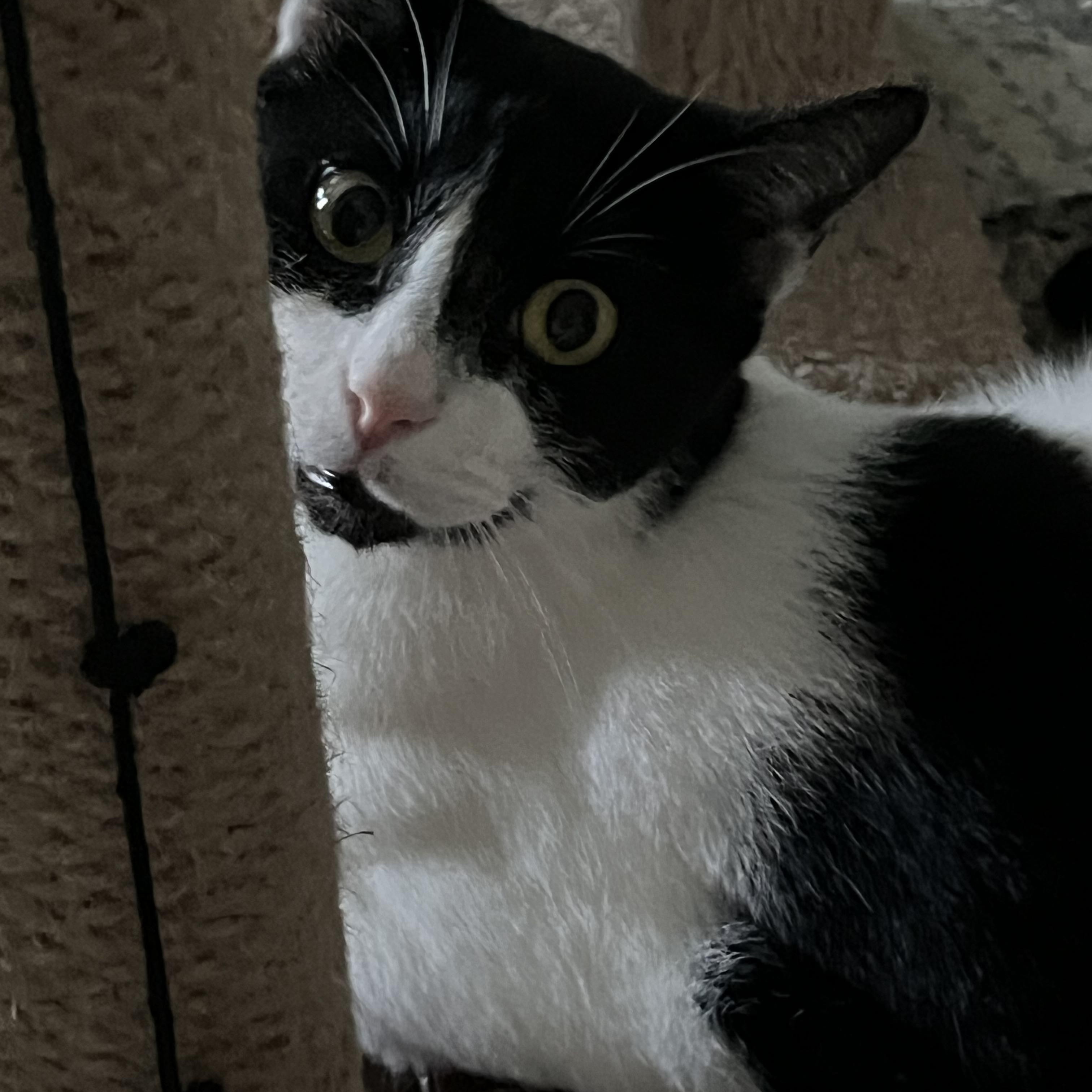 Tommy, Adoptable, Young Male Tuxedo.