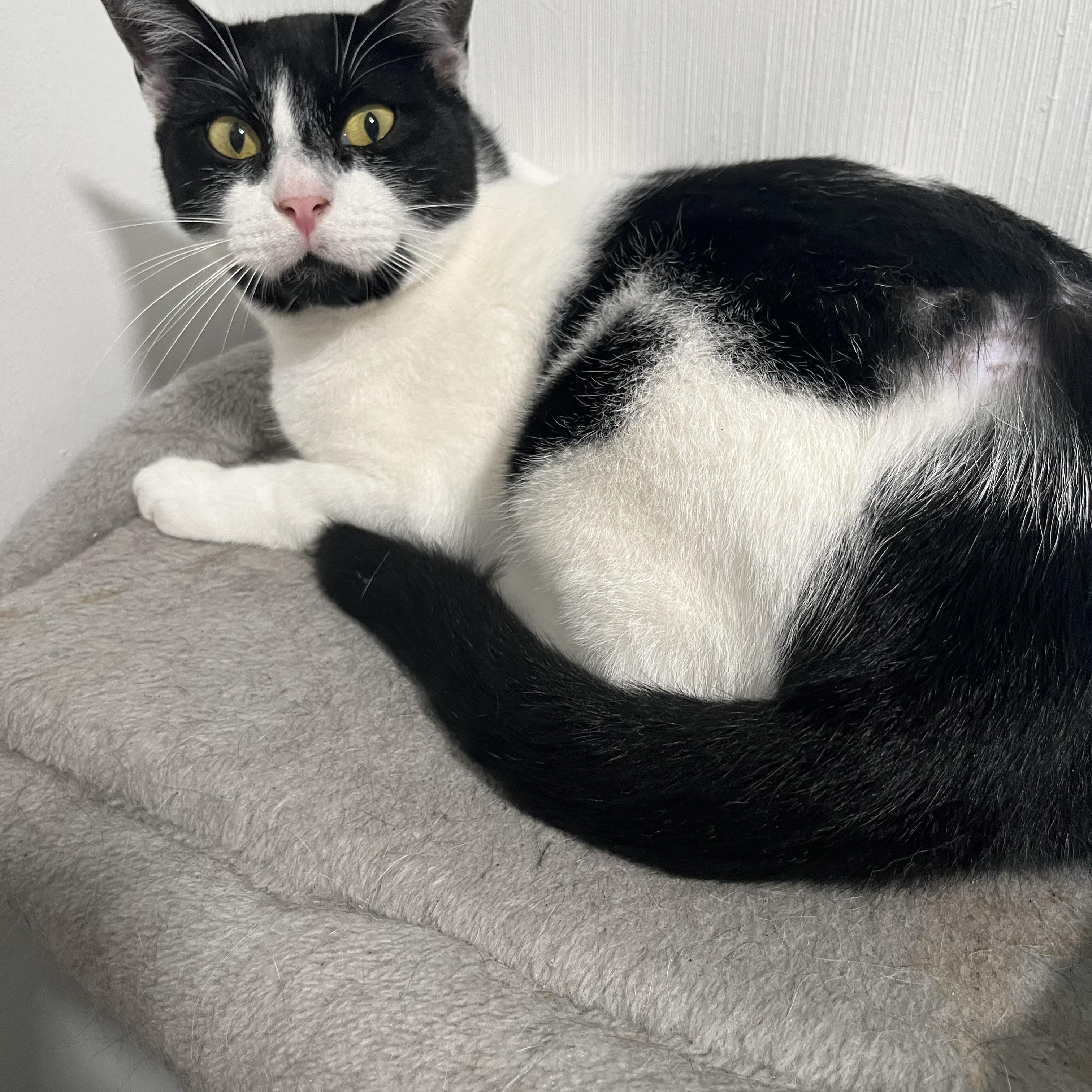 Enlarge Coco 2, a ADOPTABLE Tuxedo in Parkland, FL image 2/4