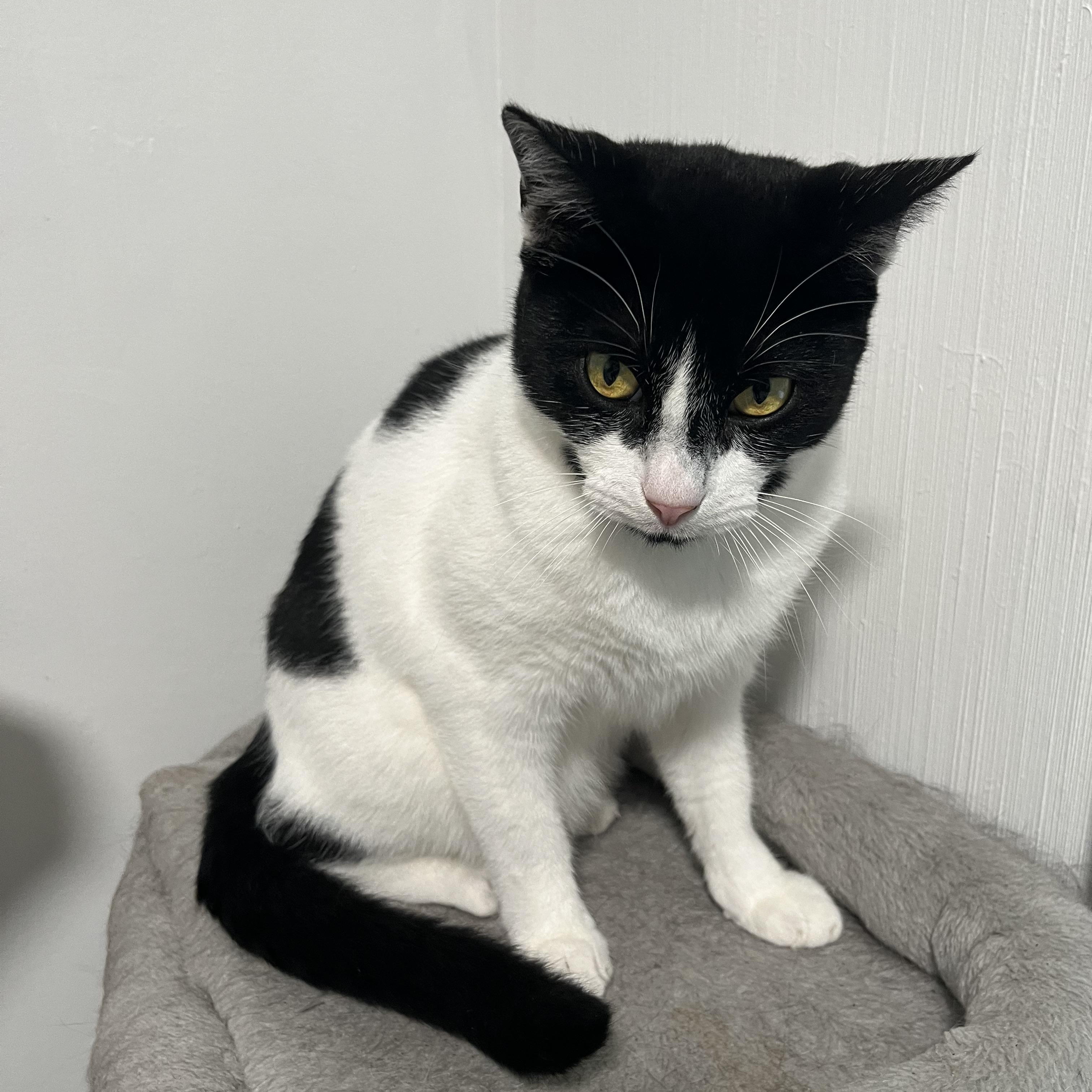 Enlarge Coco 2, a ADOPTABLE Tuxedo in Parkland, FL image 3/4