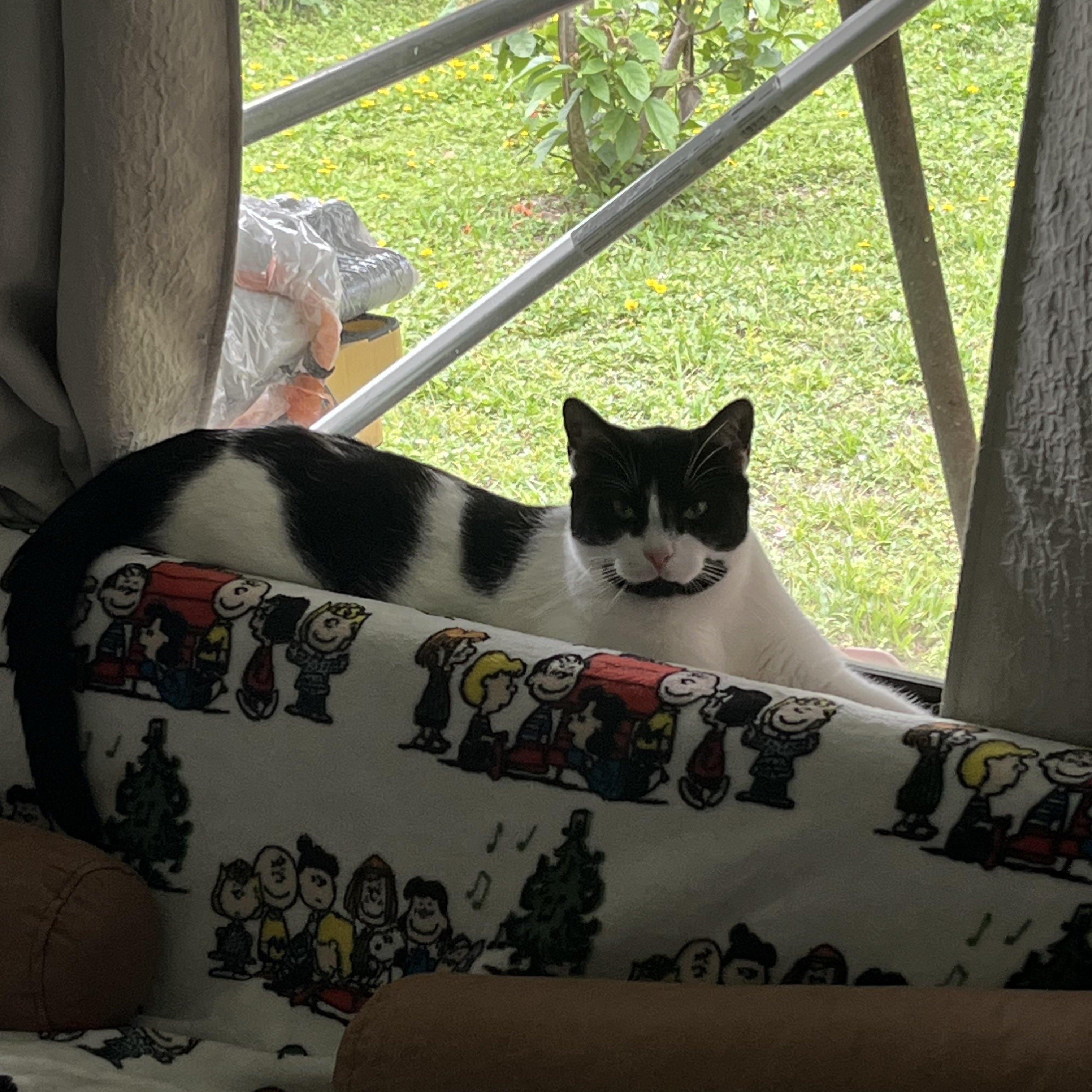 Enlarge Coco, a ADOPTABLE Tuxedo in Parkland, FL image 2/4