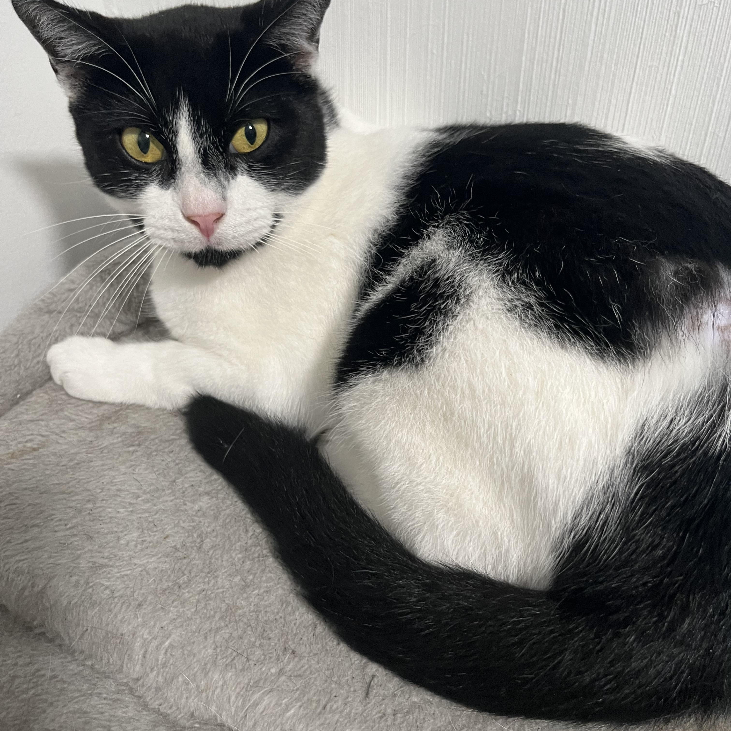 Coco 2, ADOPTABLE, Young Male Tuxedo.
