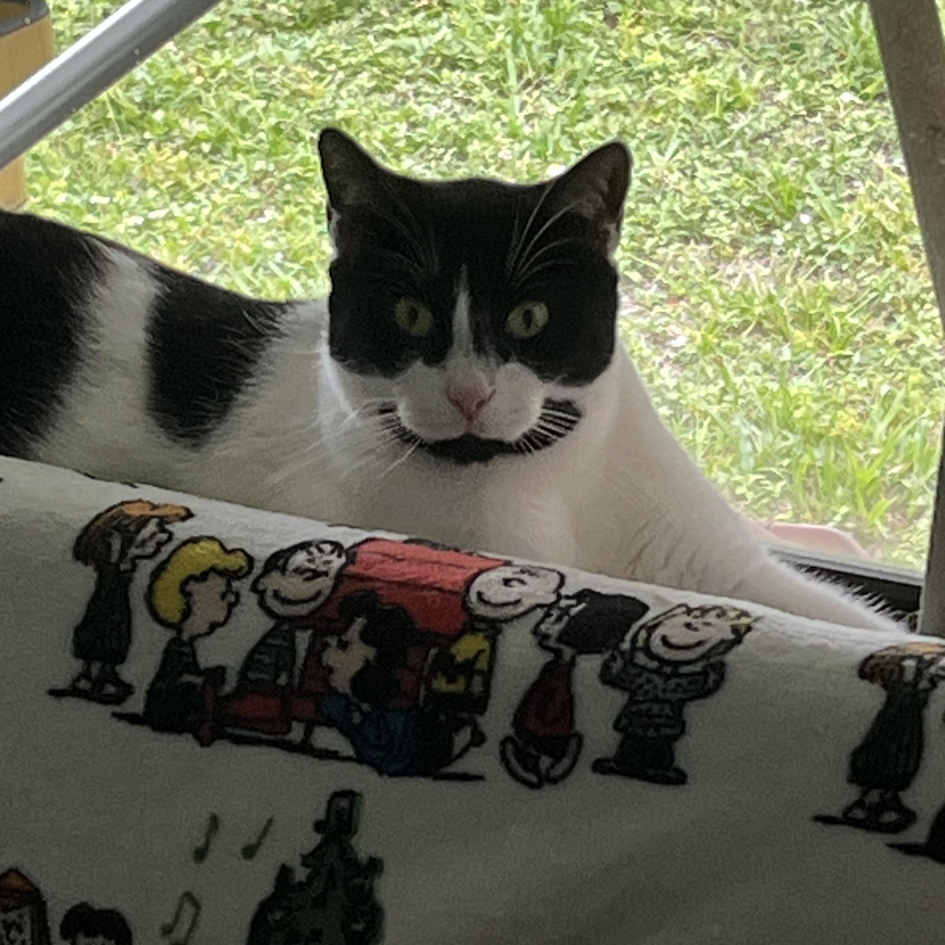 Enlarge Coco, a ADOPTABLE Tuxedo in Parkland, FL image 1/4