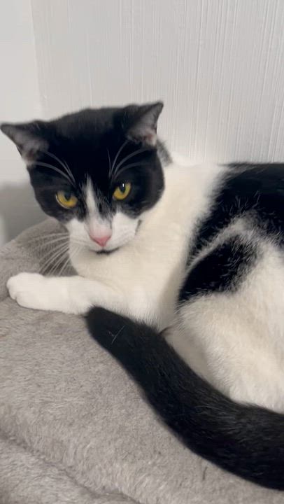 Enlarge Coco 2, a ADOPTABLE Tuxedo in Parkland, FL video 4/4
