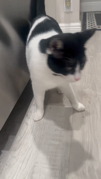 Enlarge Tommy, a Adoptable Tuxedo in Parkland, FL video 3/3