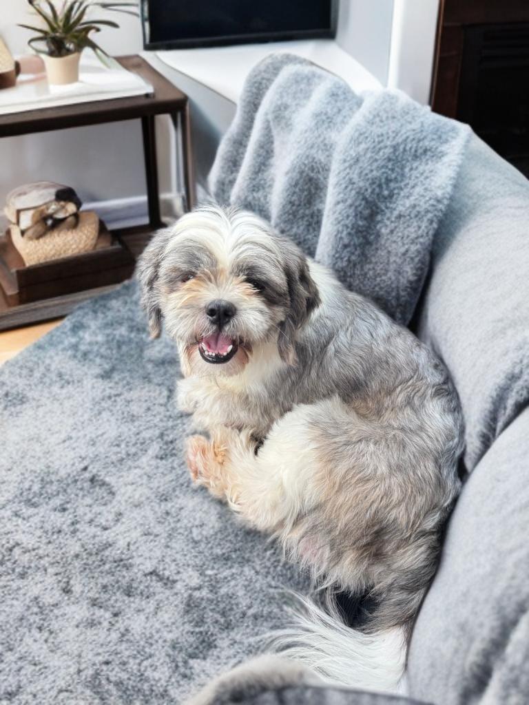 Joey, adopted, Adult Male Shih Tzu.