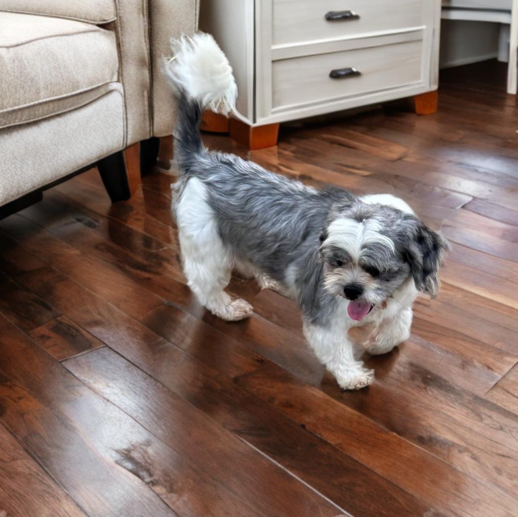 Joey, an adopted Shih Tzu in San Antonio, TX image 2/2