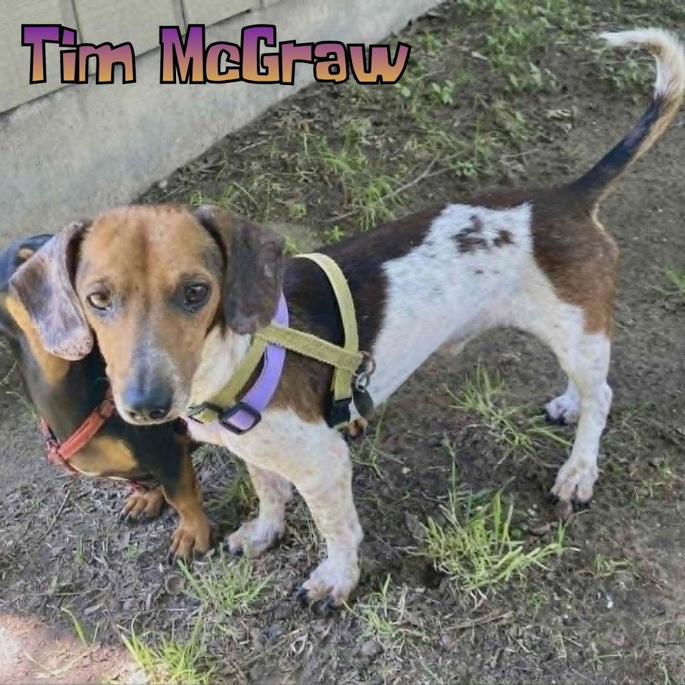 Tim McGraw, a Adoptable Dachshund in San Antonio, TX image 1/3