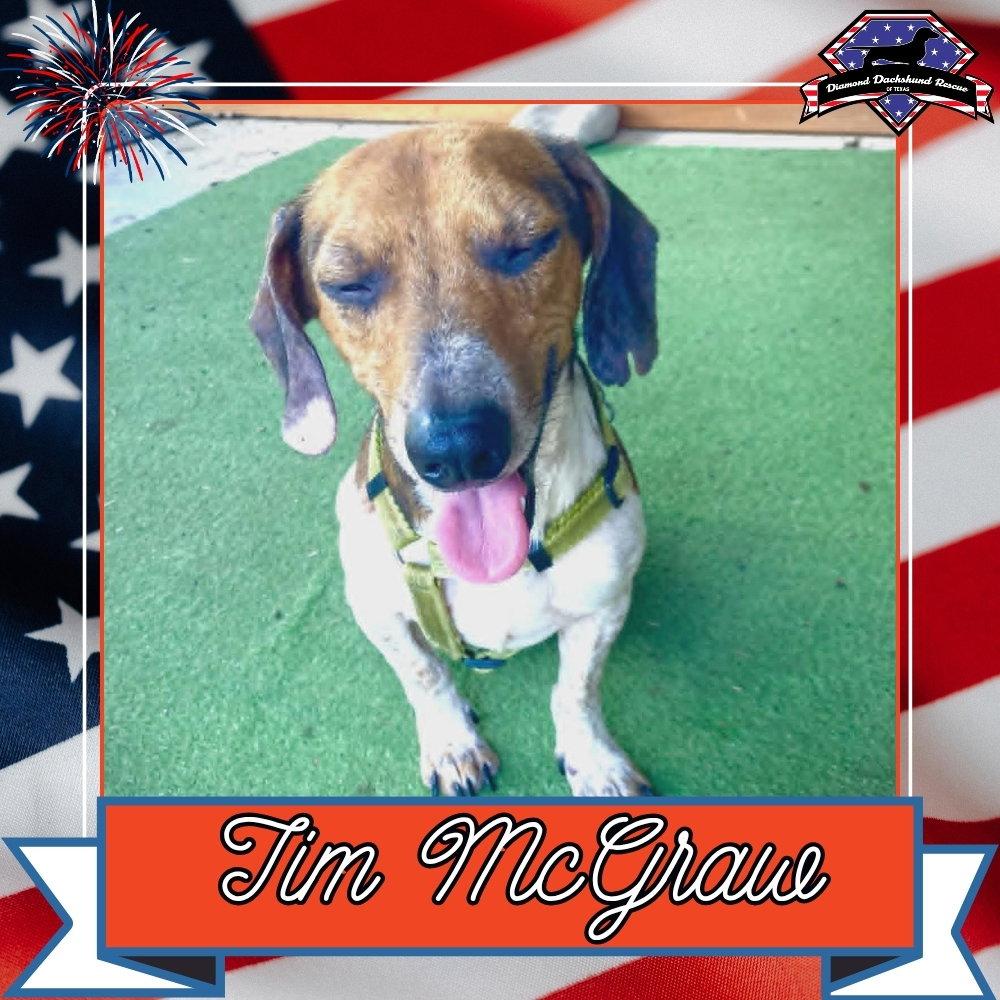 Tim McGraw, a Adoptable Dachshund in San Antonio, TX image 2/3