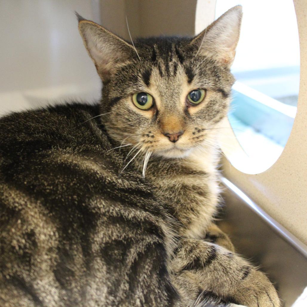 Enlarge Venti, a Adoptable mixed breed in Ridgely, MD image 1/2