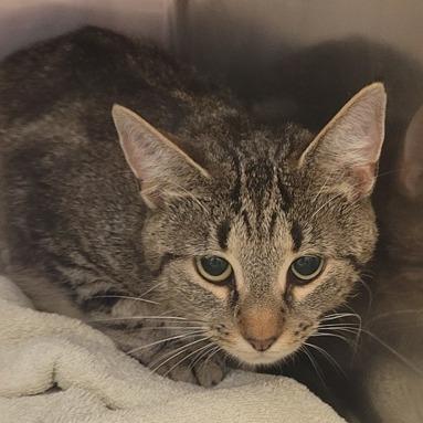 Enlarge Venti, a Adoptable mixed breed in Ridgely, MD image 2/2