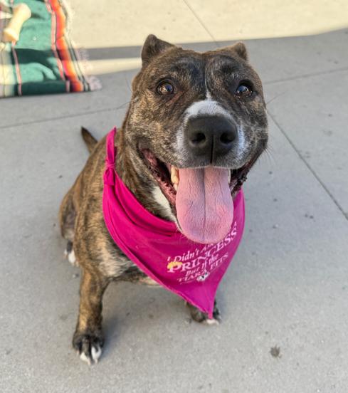 Enlarge Calypso, a Adoptable Pit Bull Terrier in San Diego, CA image 1/4