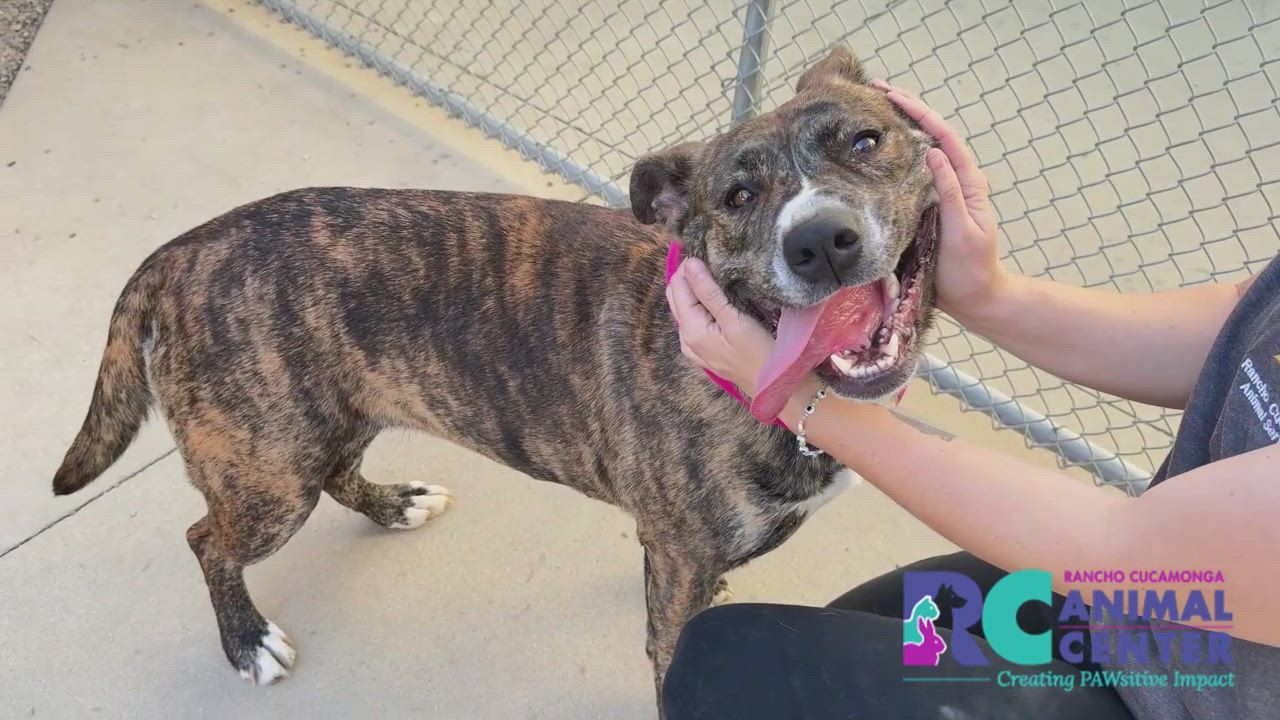 Enlarge Calypso, a Adoptable Pit Bull Terrier in San Diego, CA video 2/4