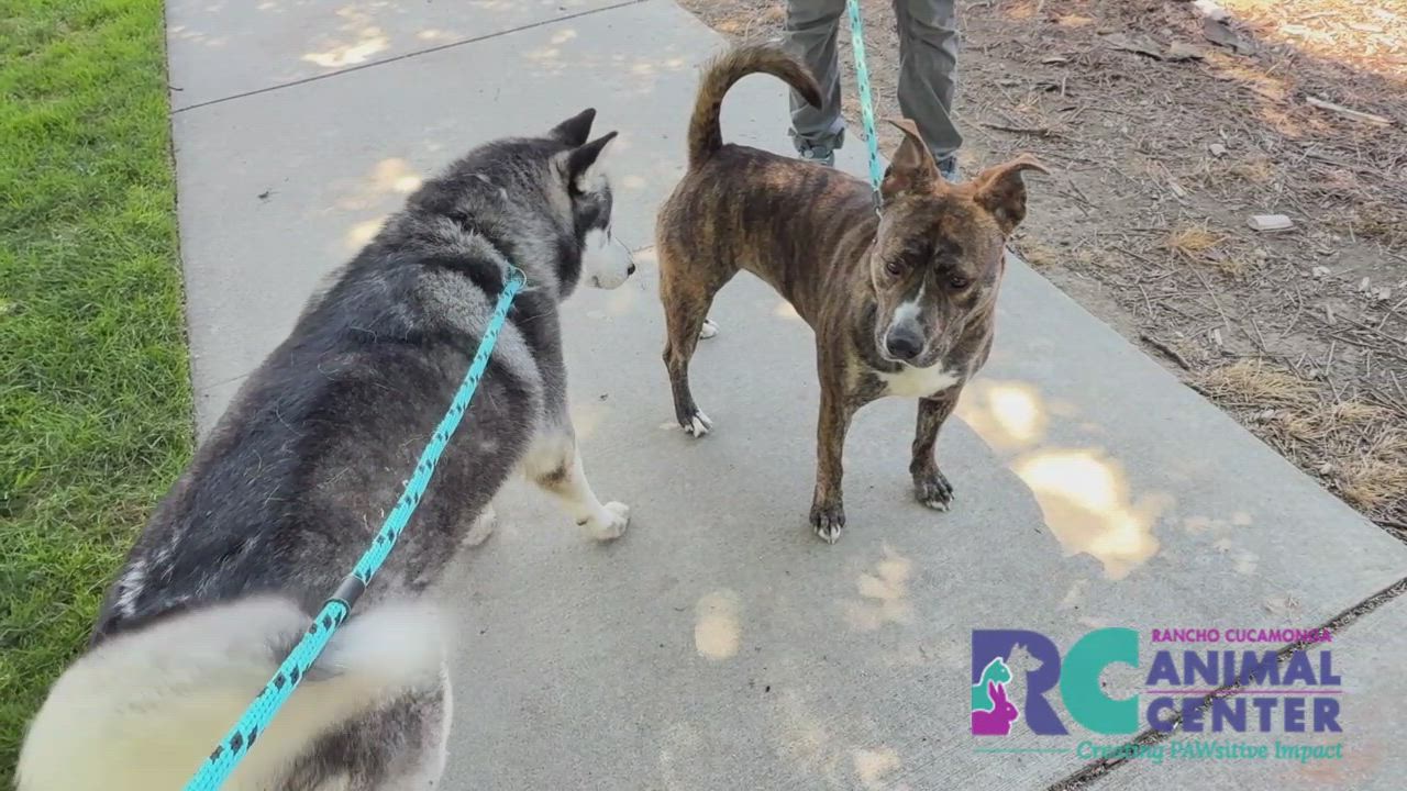 Enlarge Calypso, a Adoptable Pit Bull Terrier in San Diego, CA video 3/4