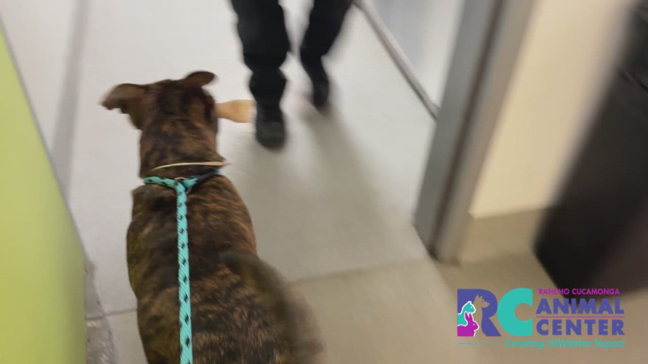 Enlarge Calypso, a Adoptable Pit Bull Terrier in San Diego, CA video 4/4