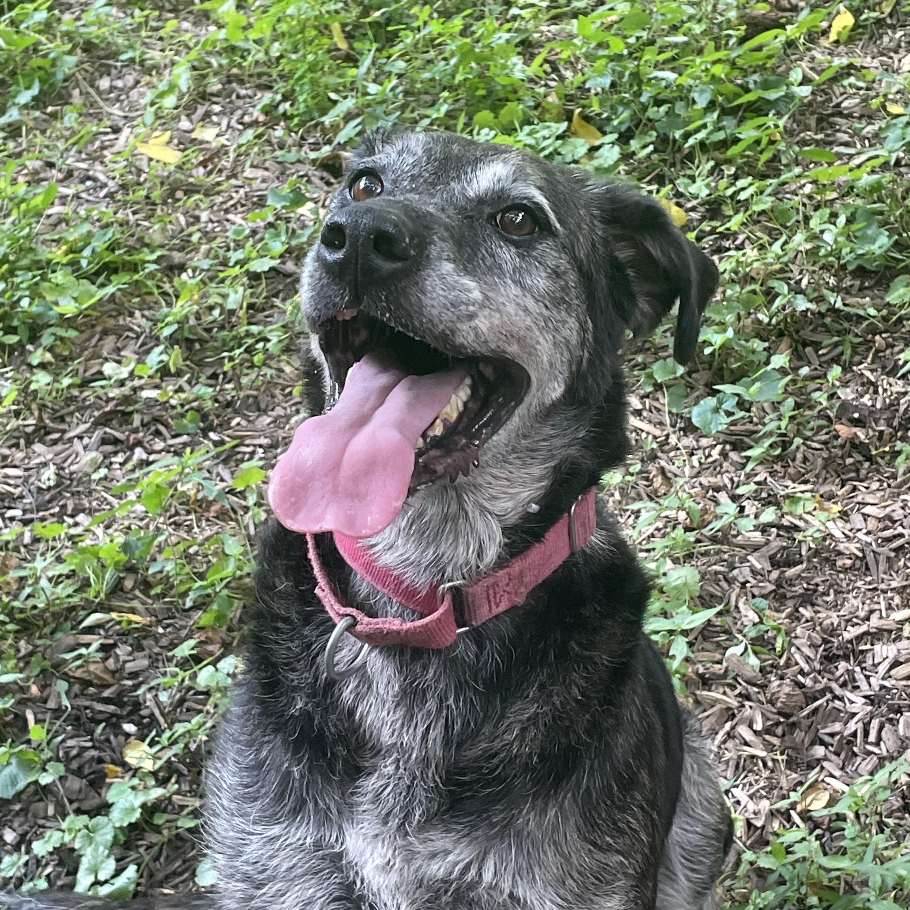 Enlarge Raspberry, a Adoptable mixed breed in Spencer, IN image 3/4