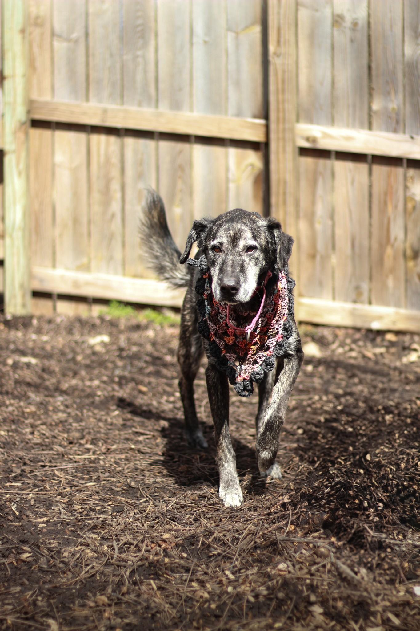 Enlarge Raspberry, a Adoptable mixed breed in Spencer, IN image 4/4