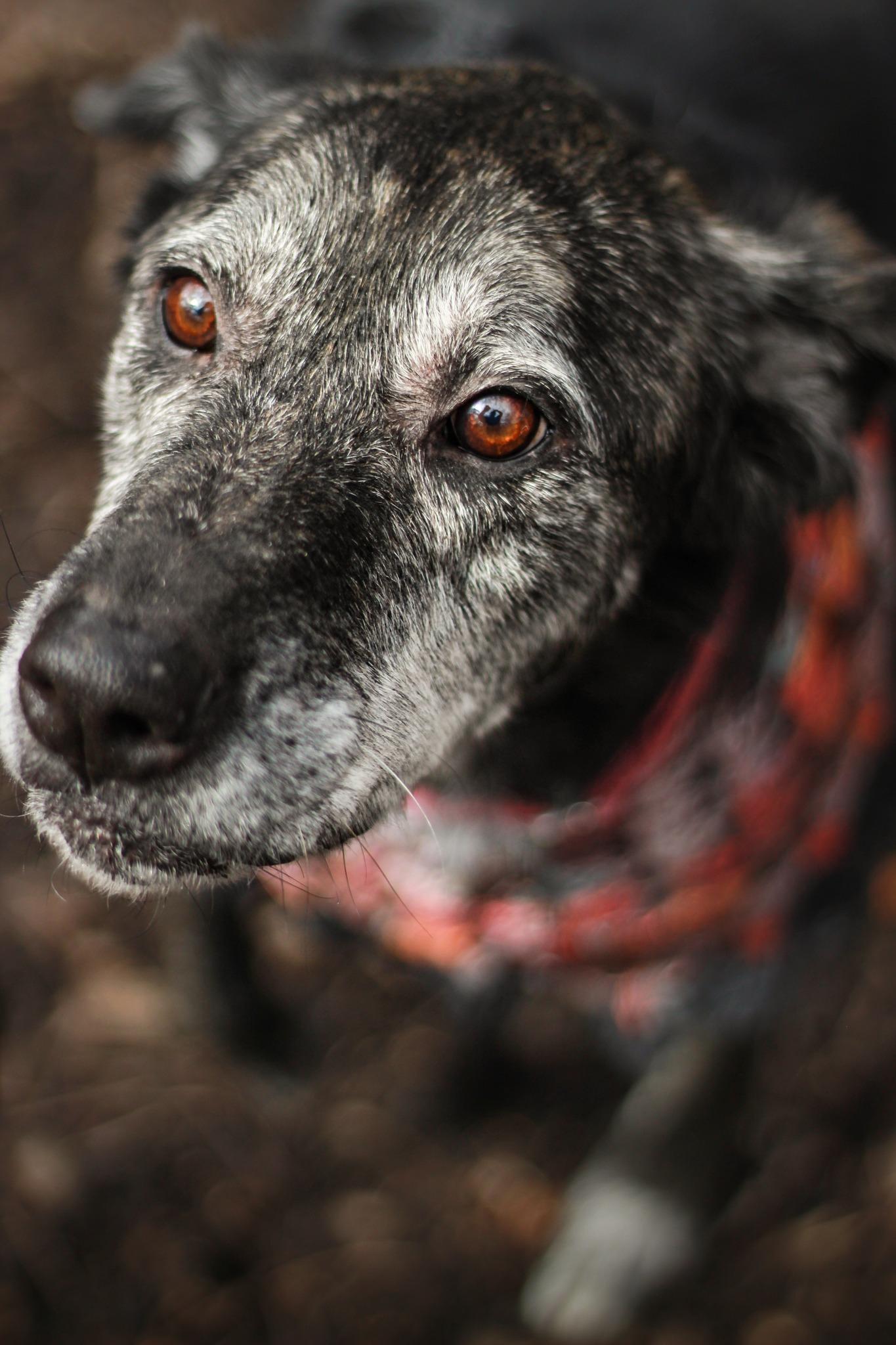 Raspberry, Adoptable, Senior Female Bluetick Coonhound.