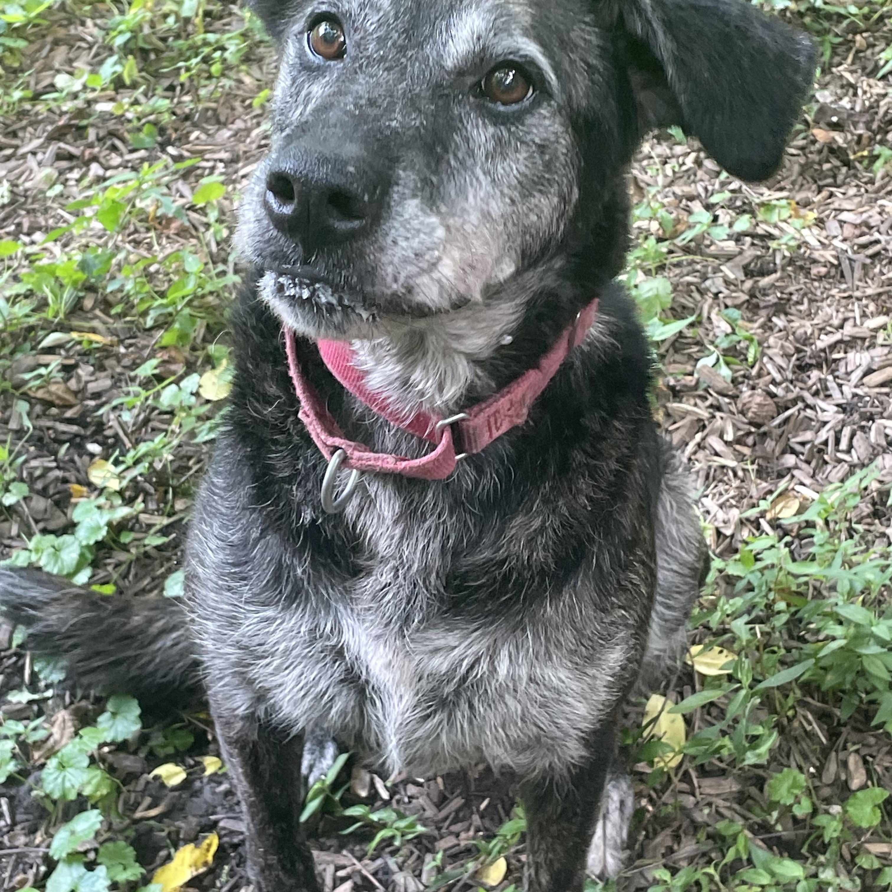 Enlarge Raspberry, a Adoptable mixed breed in Spencer, IN image 2/4