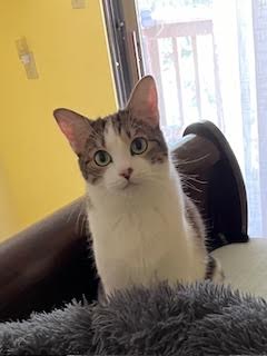 NINA & RAVEN - Bonded Sisters, a Adoptable mixed breed in Prescott, AZ image 5/5