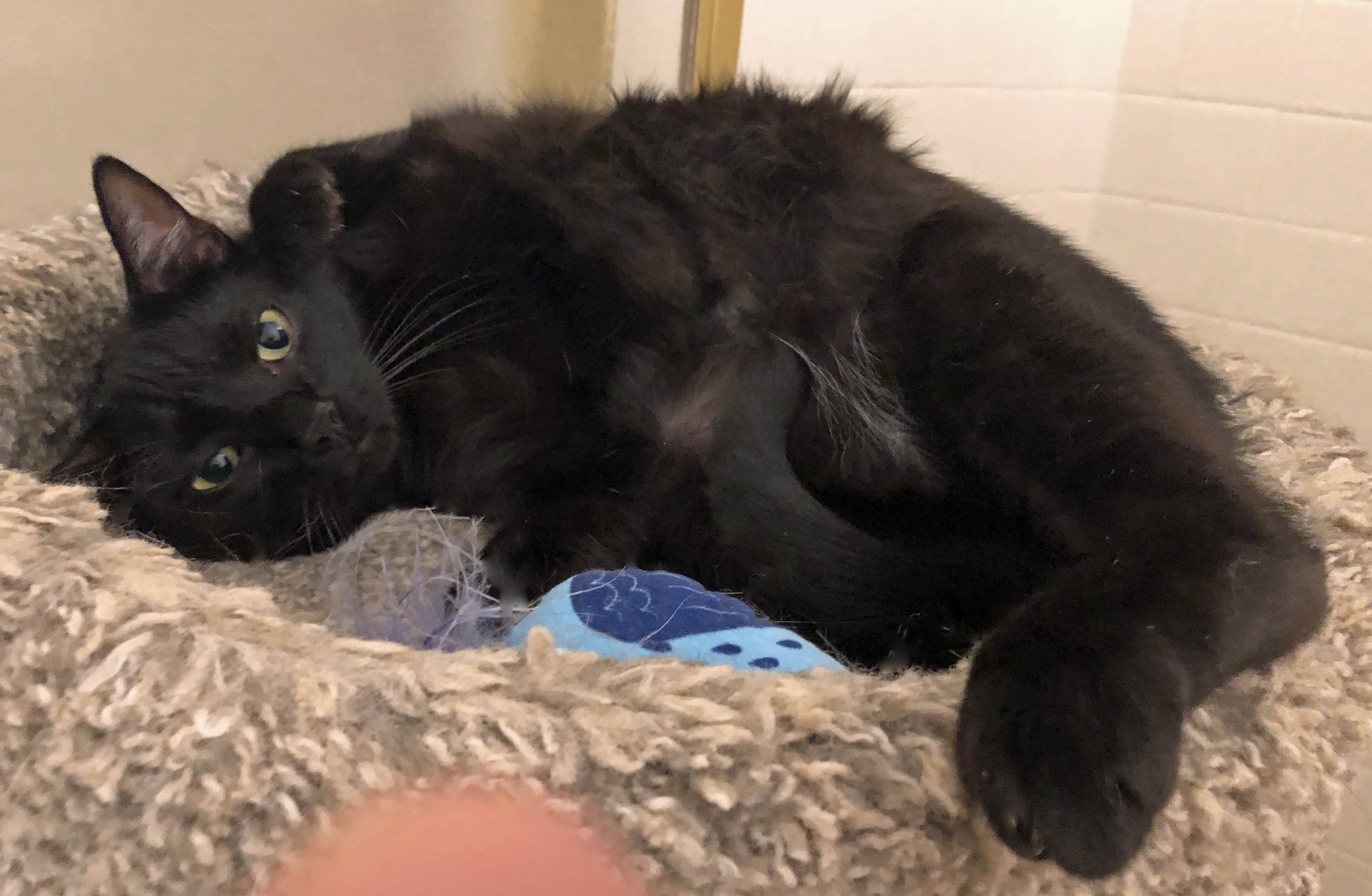 NINA & RAVEN - Bonded Sisters, a Adoptable mixed breed in Prescott, AZ image 2/5