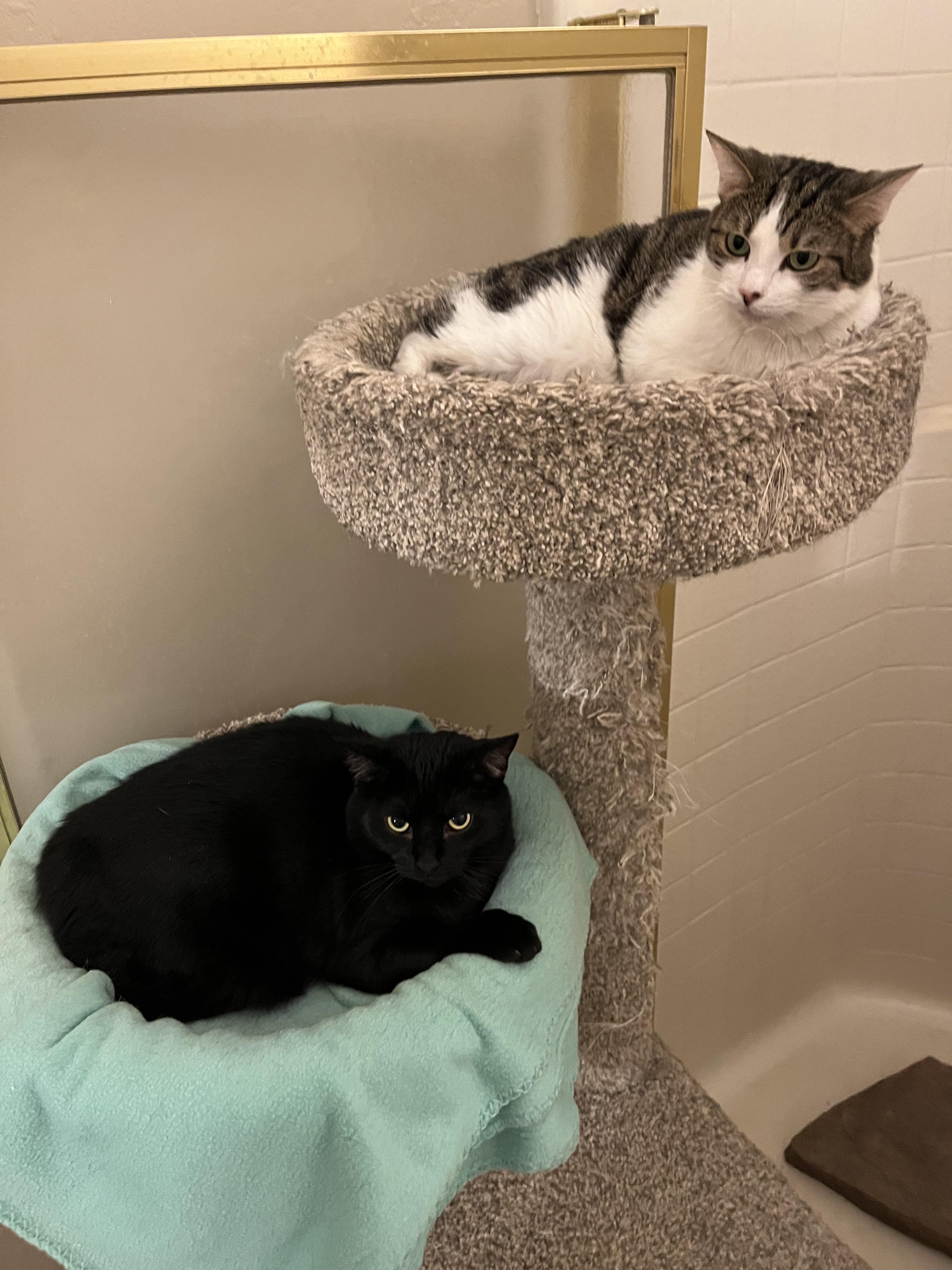 Nina & Raven - Bonded Sisters, a Adoptable mixed breed in Prescott, AZ image 3/6