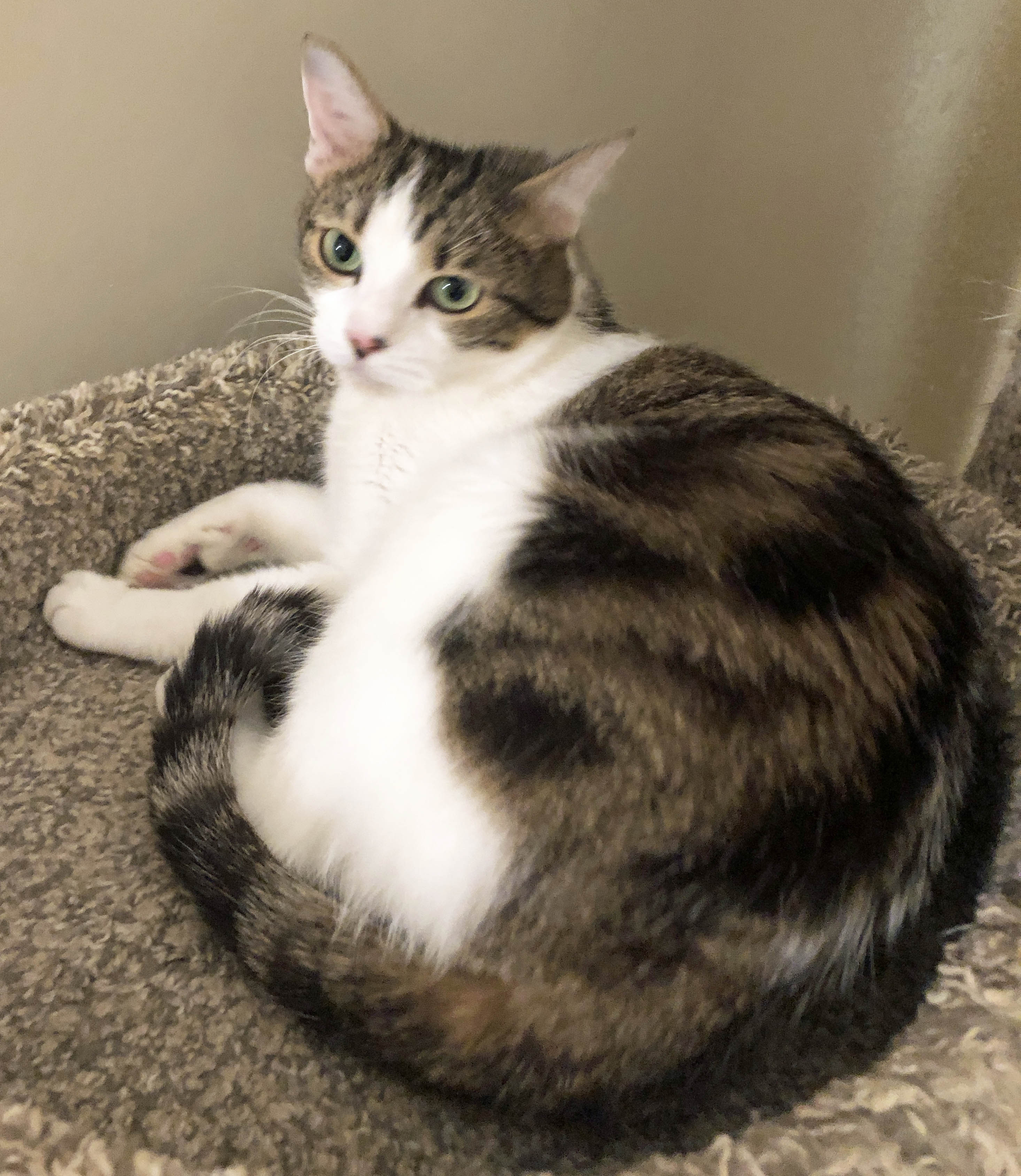 NINA & RAVEN - Bonded Sisters, a Adoptable mixed breed in Prescott, AZ image 3/5