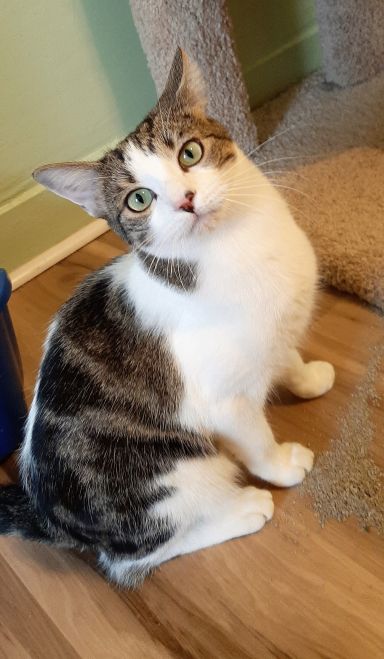 NINA & RAVEN - Bonded Sisters, a Adoptable mixed breed in Prescott, AZ image 1/5