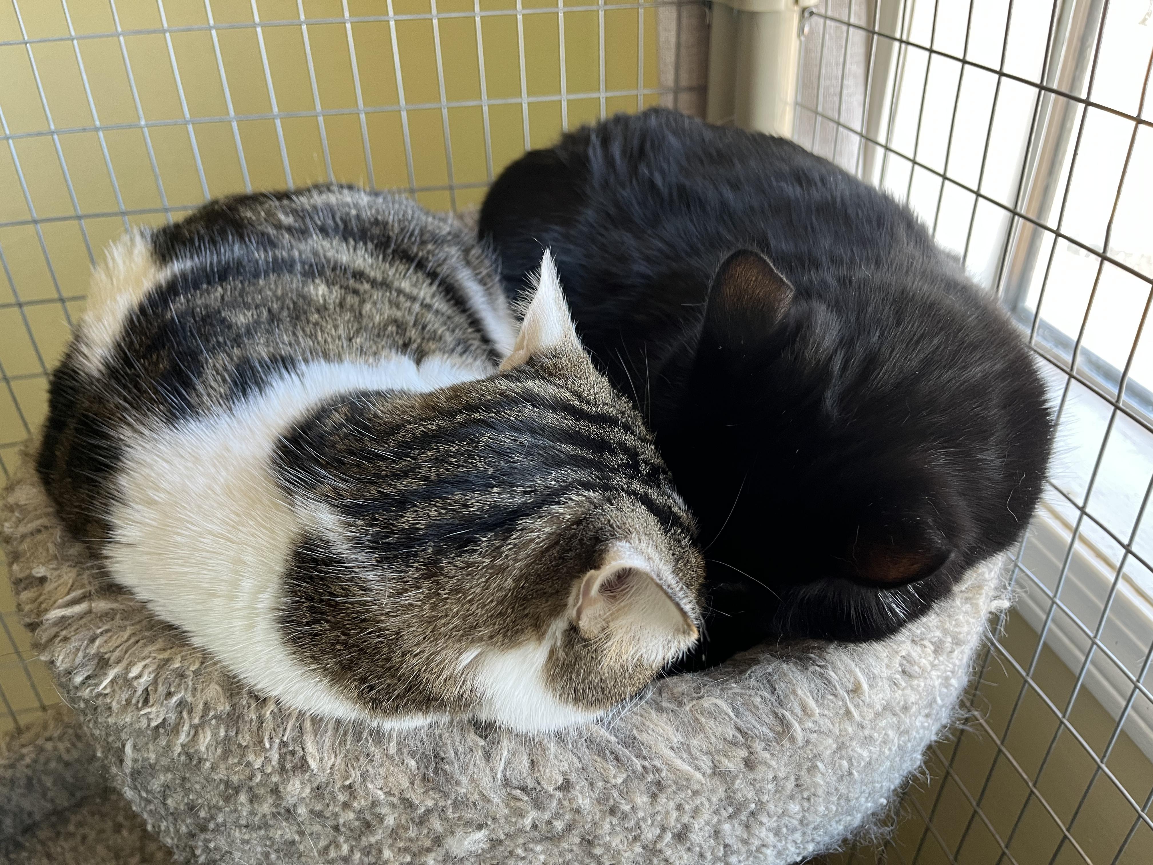 Nina & Raven - Bonded Sisters, a Adoptable mixed breed in Prescott, AZ image 2/6