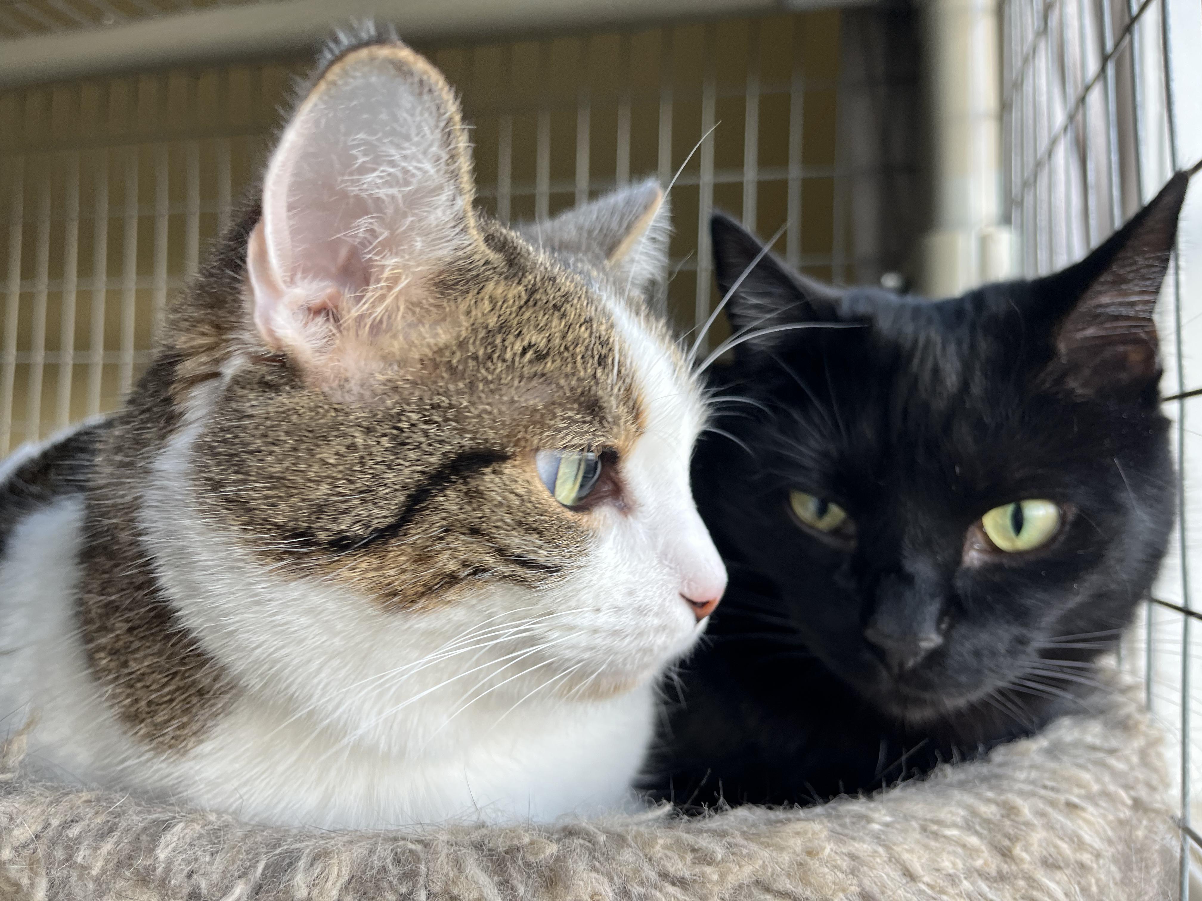 Nina & Raven - Bonded Sisters, Adoptable, Adult Female Domestic Short Hair & Tabby.