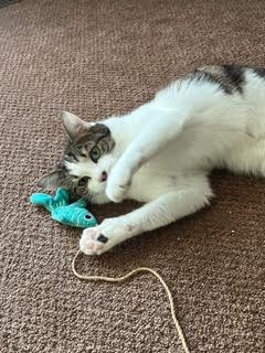 NINA & RAVEN - Bonded Sisters, a Adoptable mixed breed in Prescott, AZ image 4/5