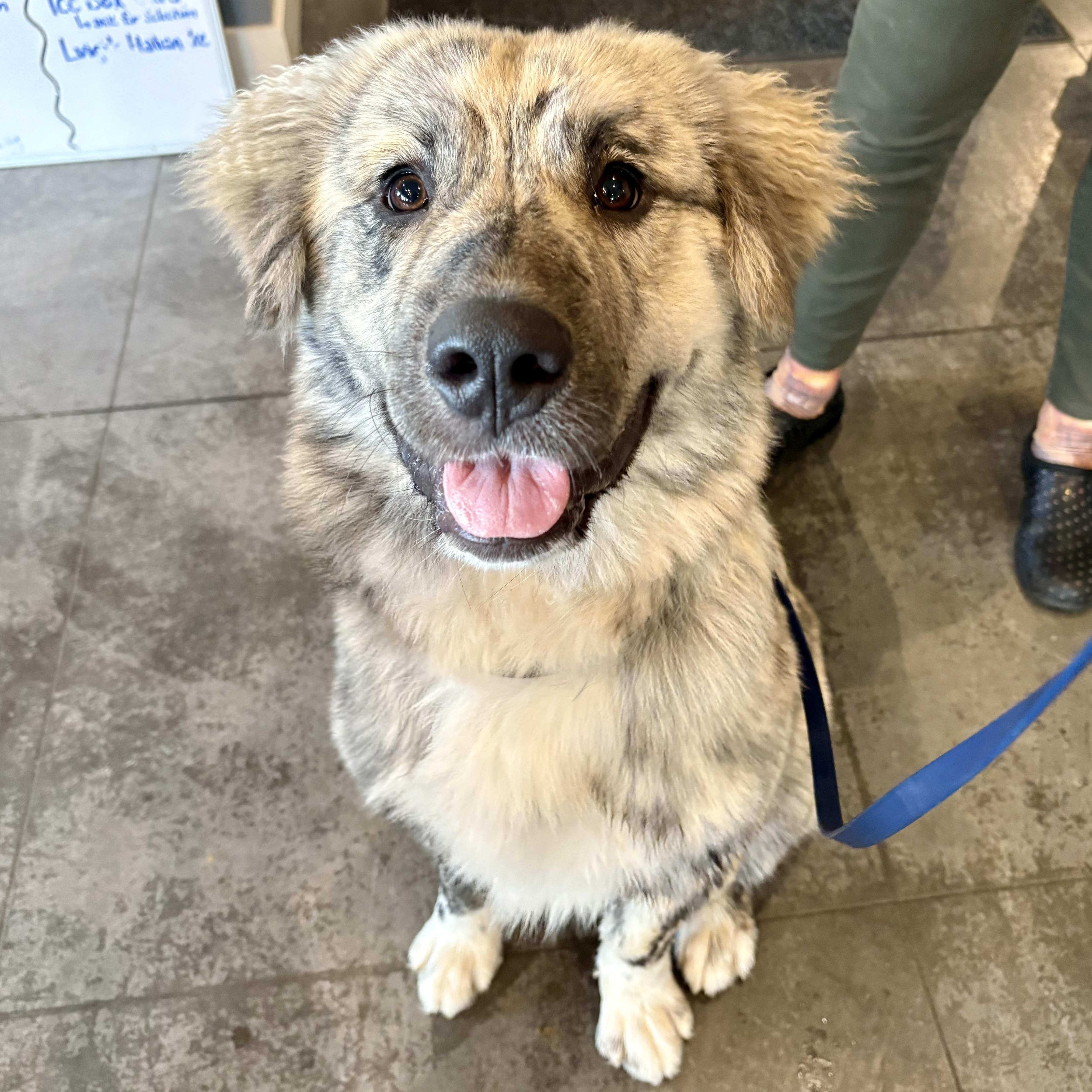 MoRo, adopted, Young Male Anatolian Shepherd.