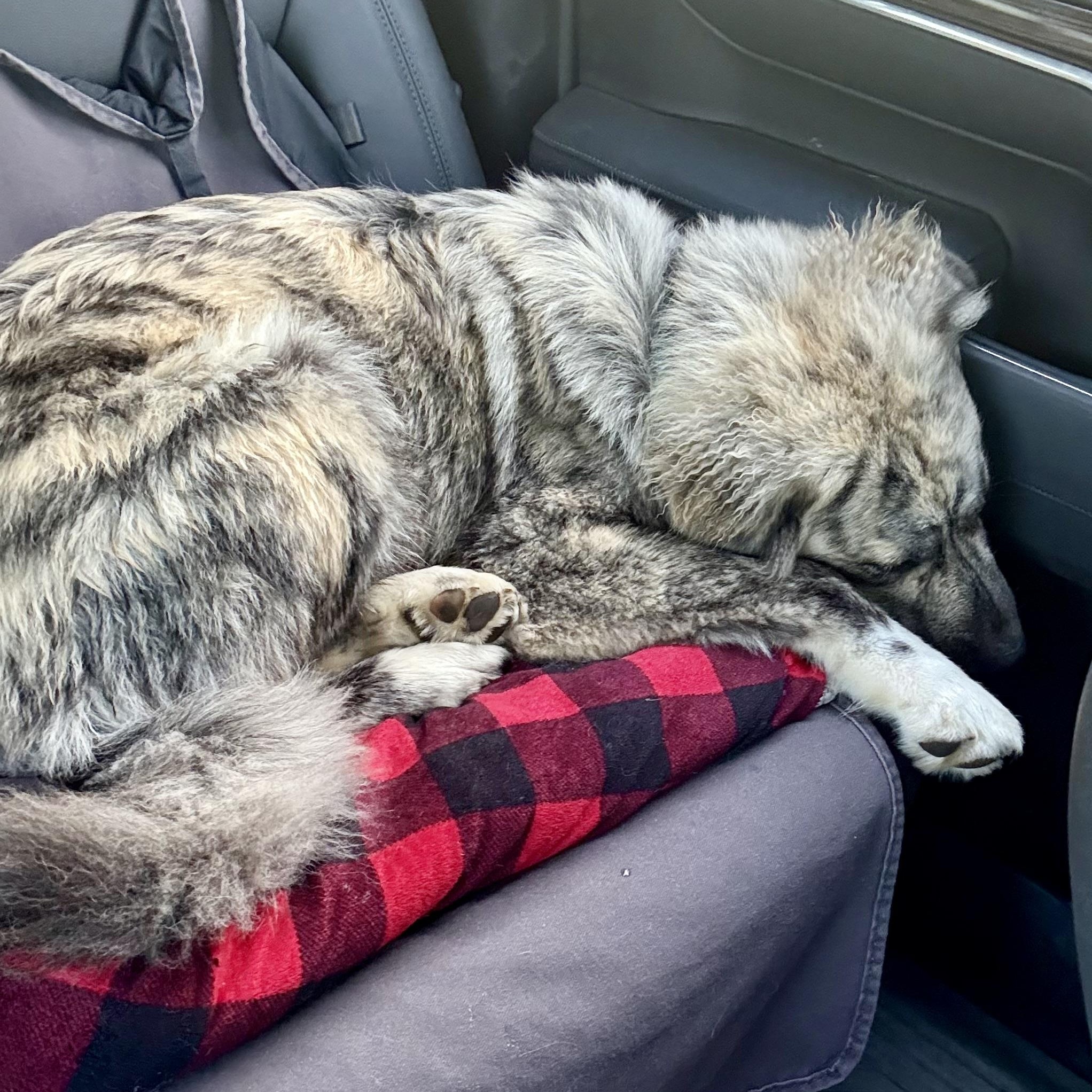 Enlarge MoRo, an adopted mixed breed in Kalamazoo, MI image 6/6