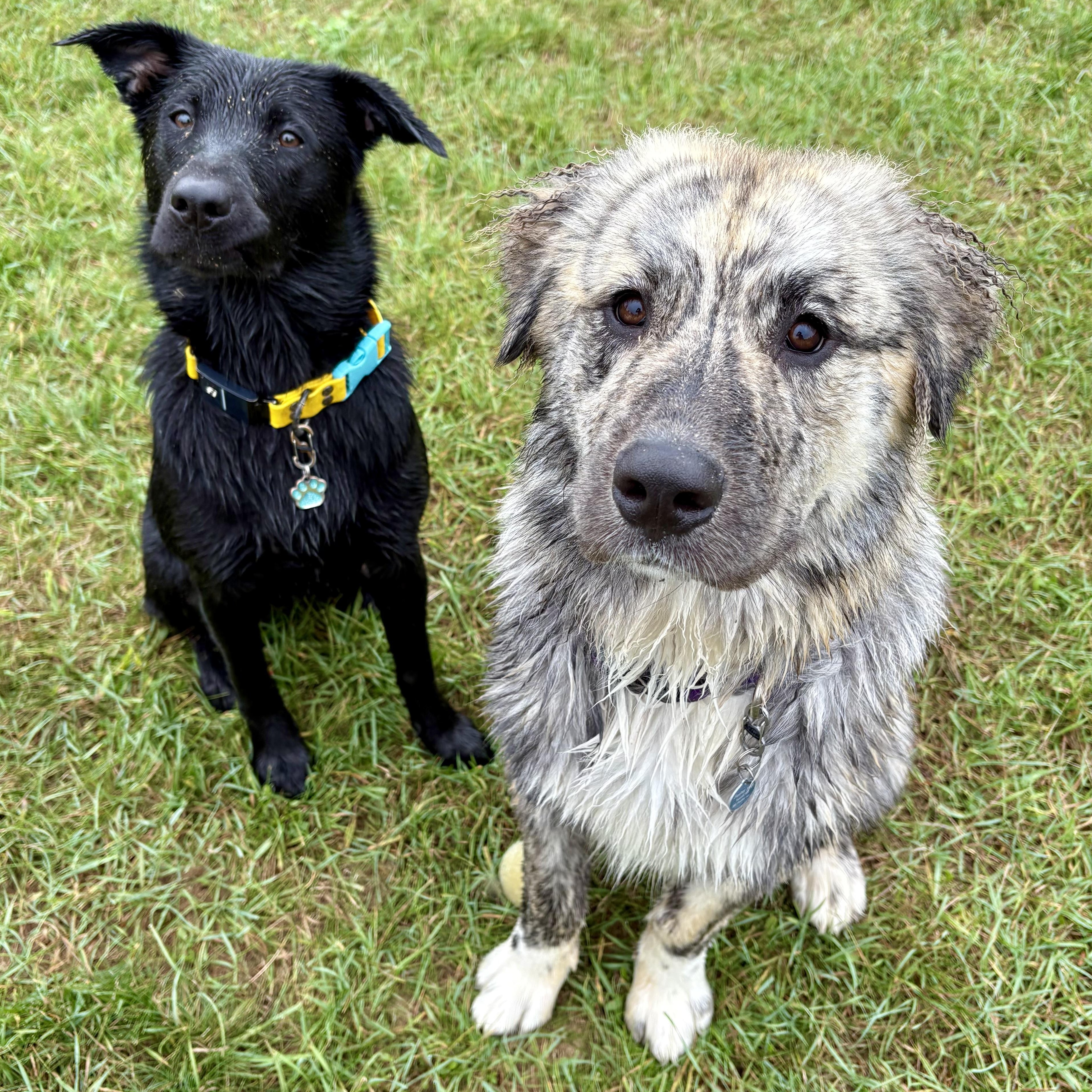 Enlarge MoRo, an adopted mixed breed in Kalamazoo, MI image 5/6