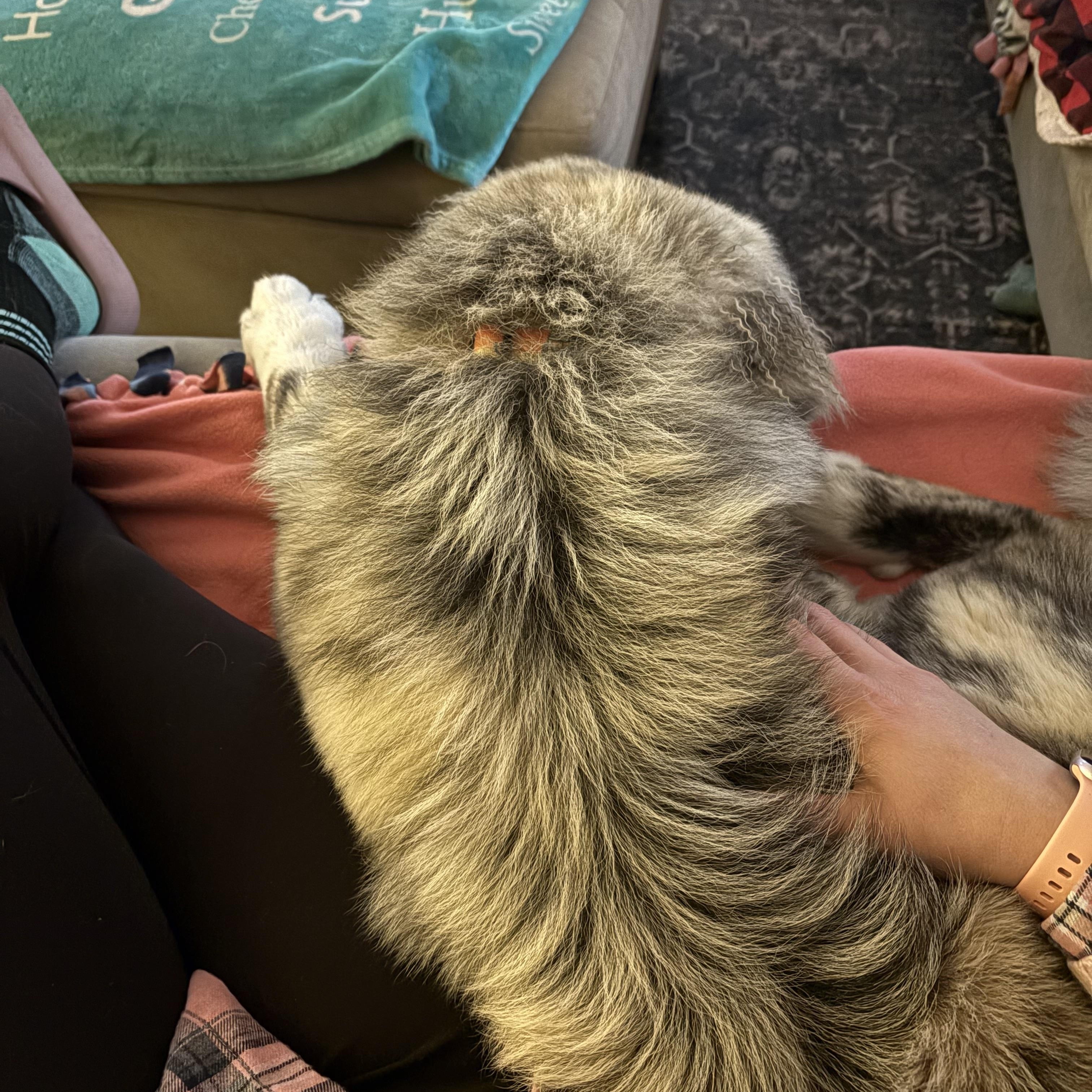 Enlarge MoRo, an adopted mixed breed in Kalamazoo, MI image 2/6