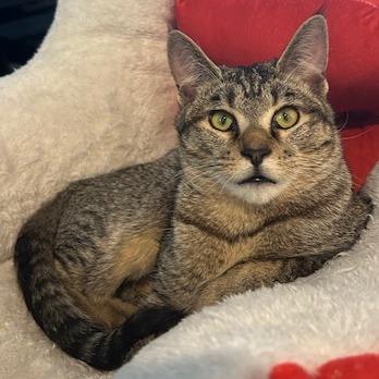 Boogie, Adoptable, Young Male Domestic Short Hair.